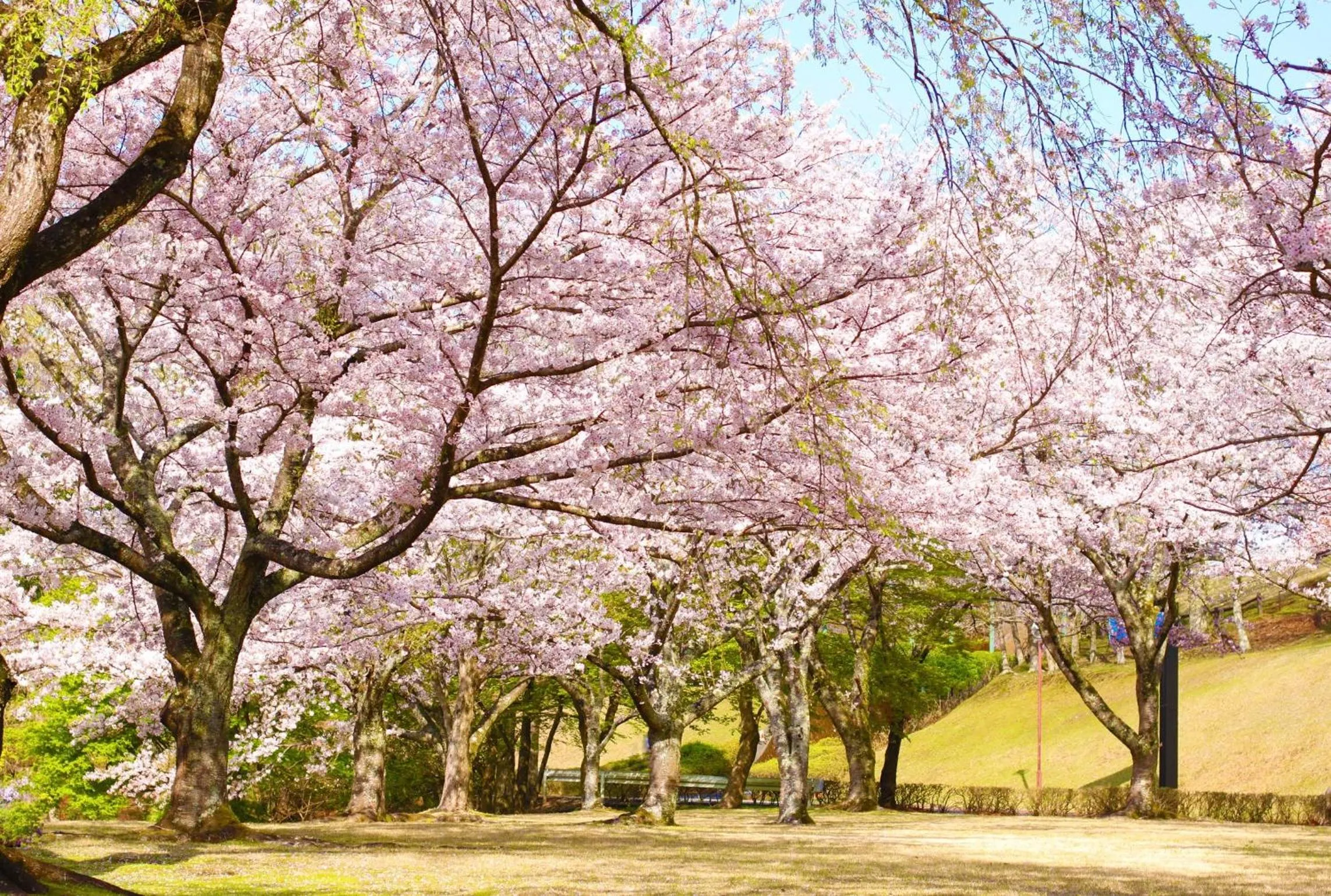 Area and facilities in Laforet Shuzenji Sanshisuimei
