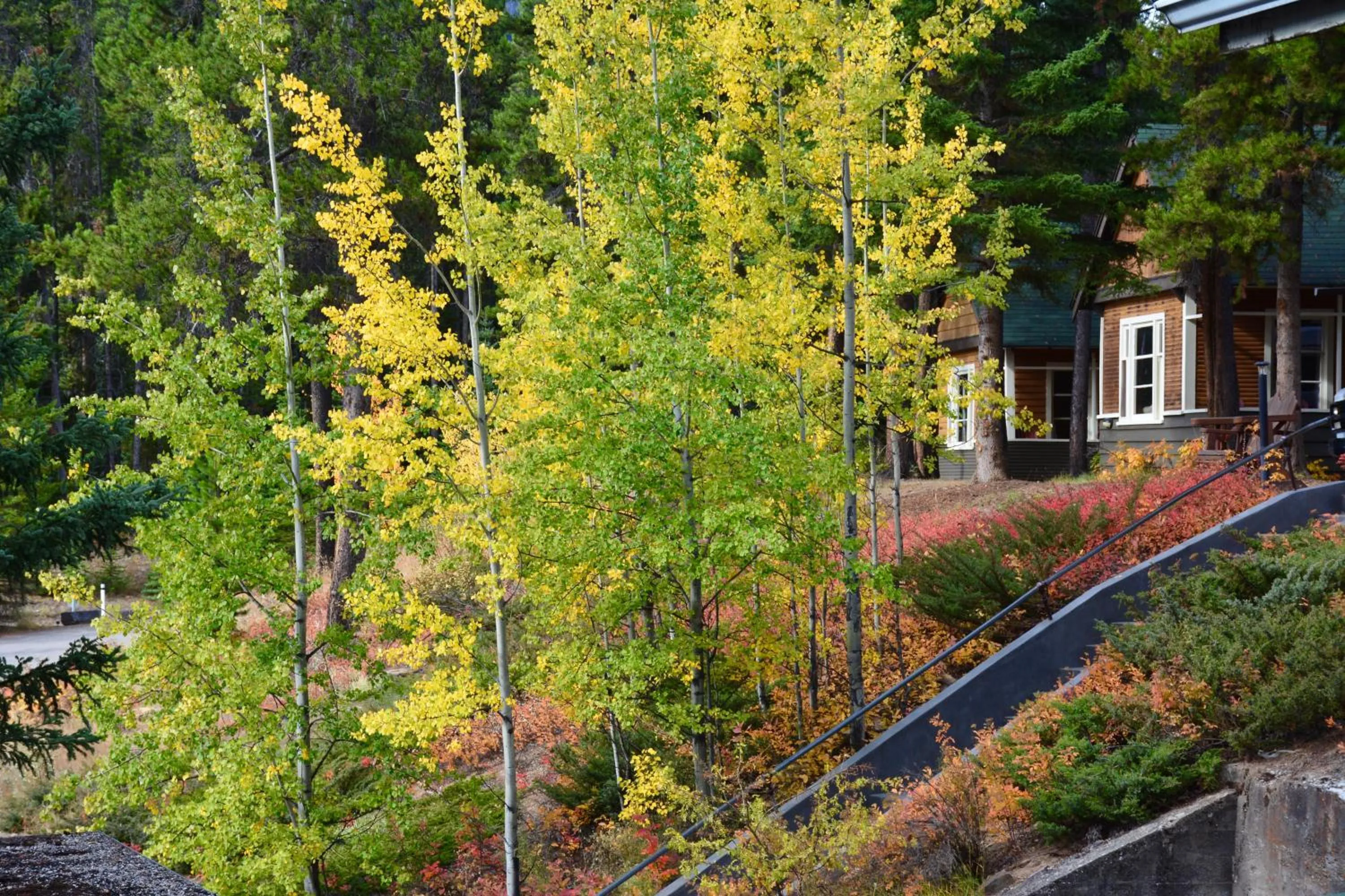 Garden in Johnston Canyon Lodge & Bungalows