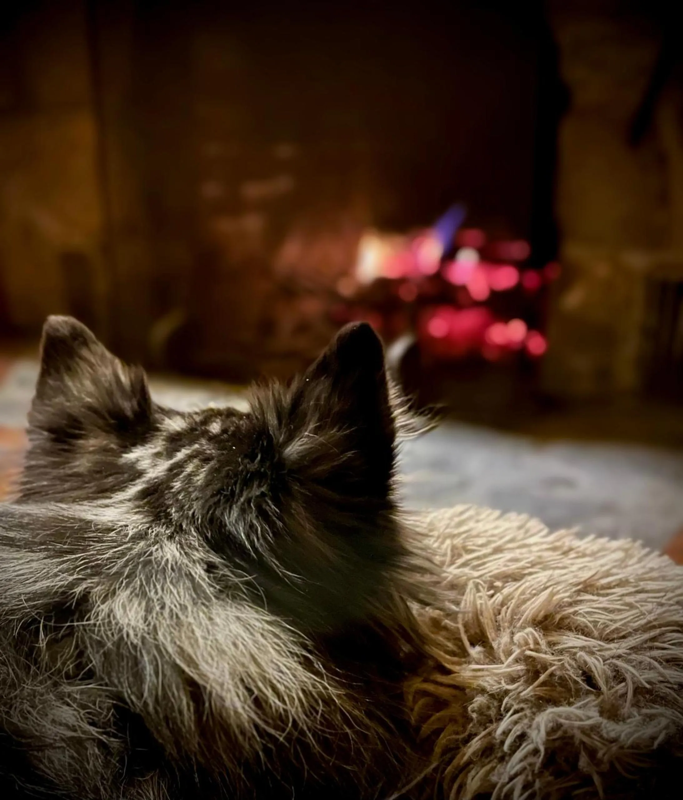 Pets in Johnston Canyon Lodge & Bungalows