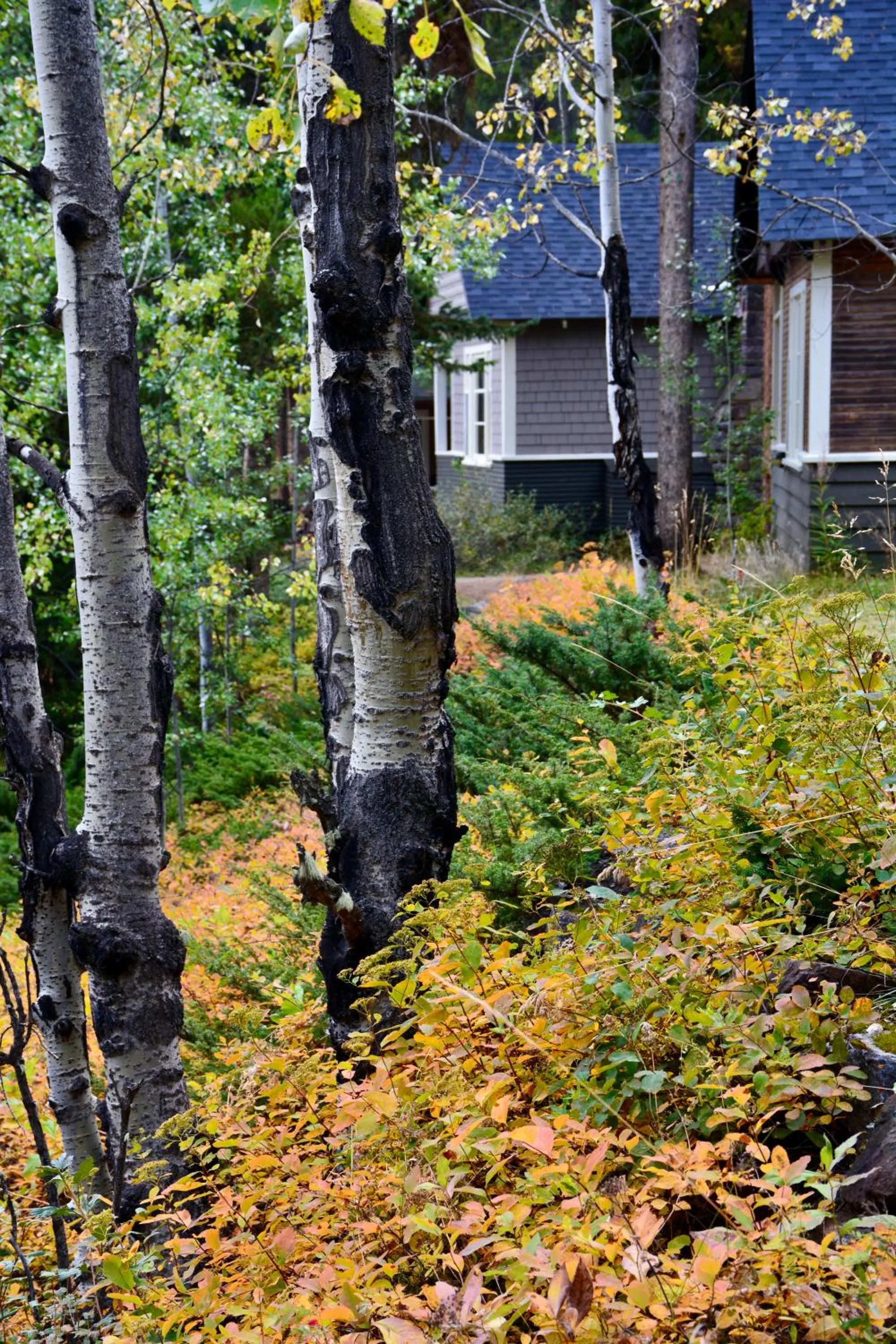 Garden in Johnston Canyon Lodge & Bungalows