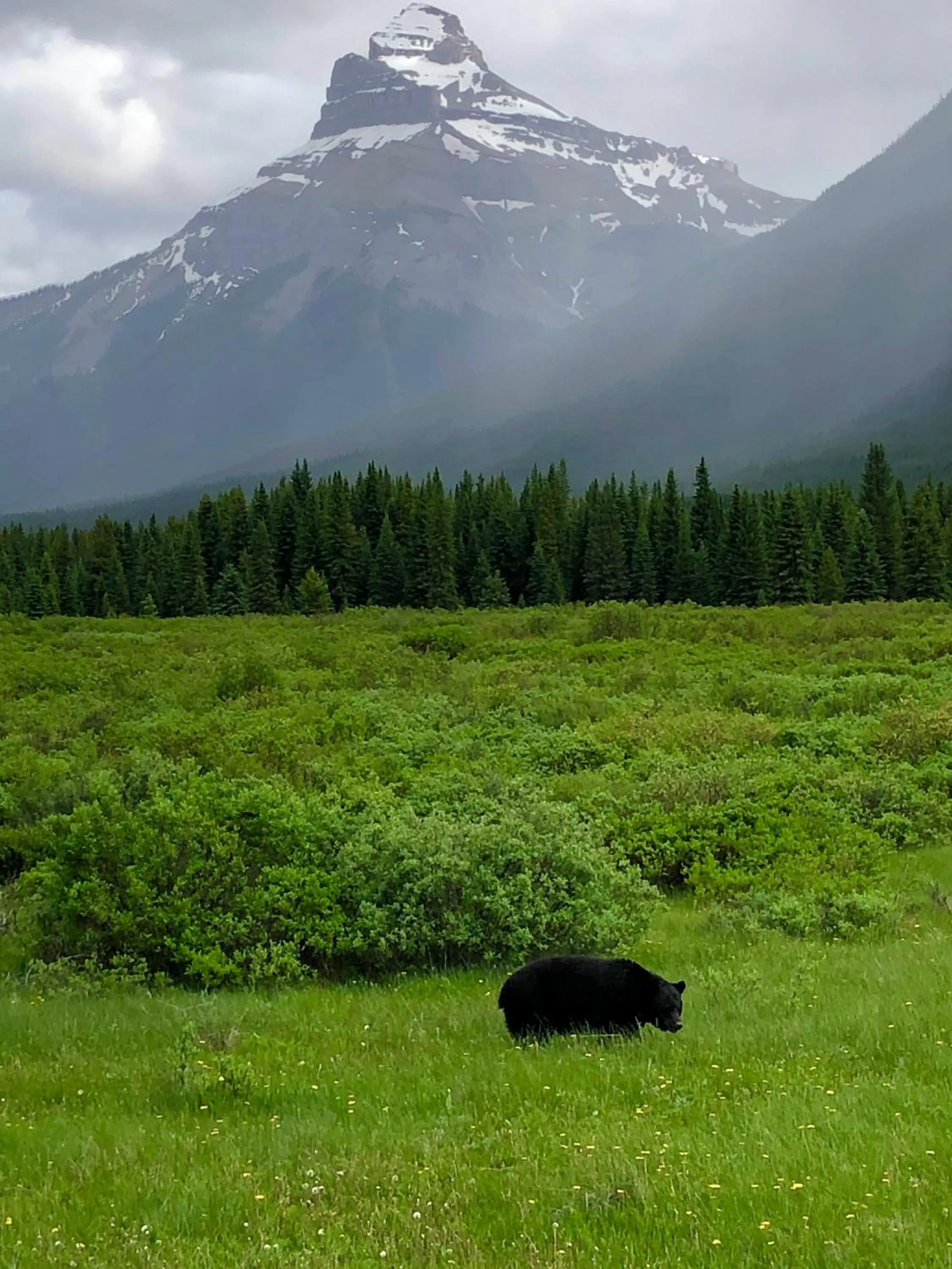 Natural landscape in Johnston Canyon Lodge & Bungalows
