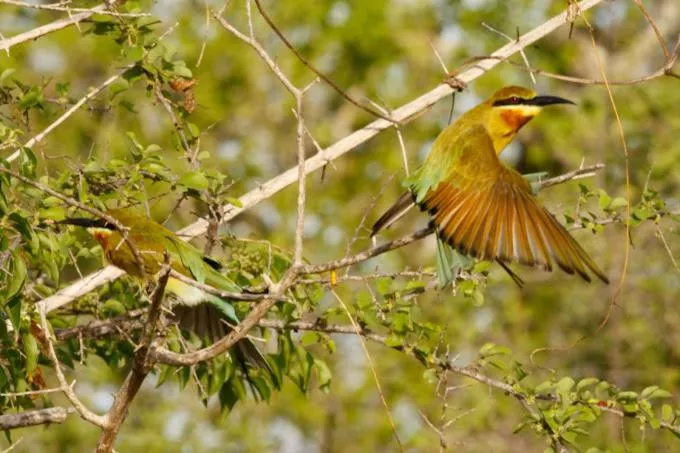 Seagulls Garden Cabanas