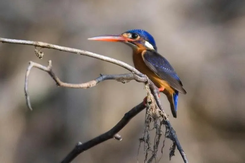 Seagulls Garden Cabanas