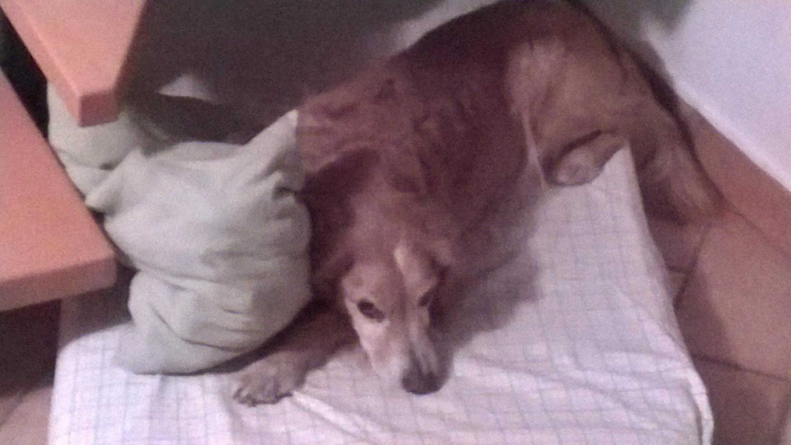 Pets in Hotel Fiammetta