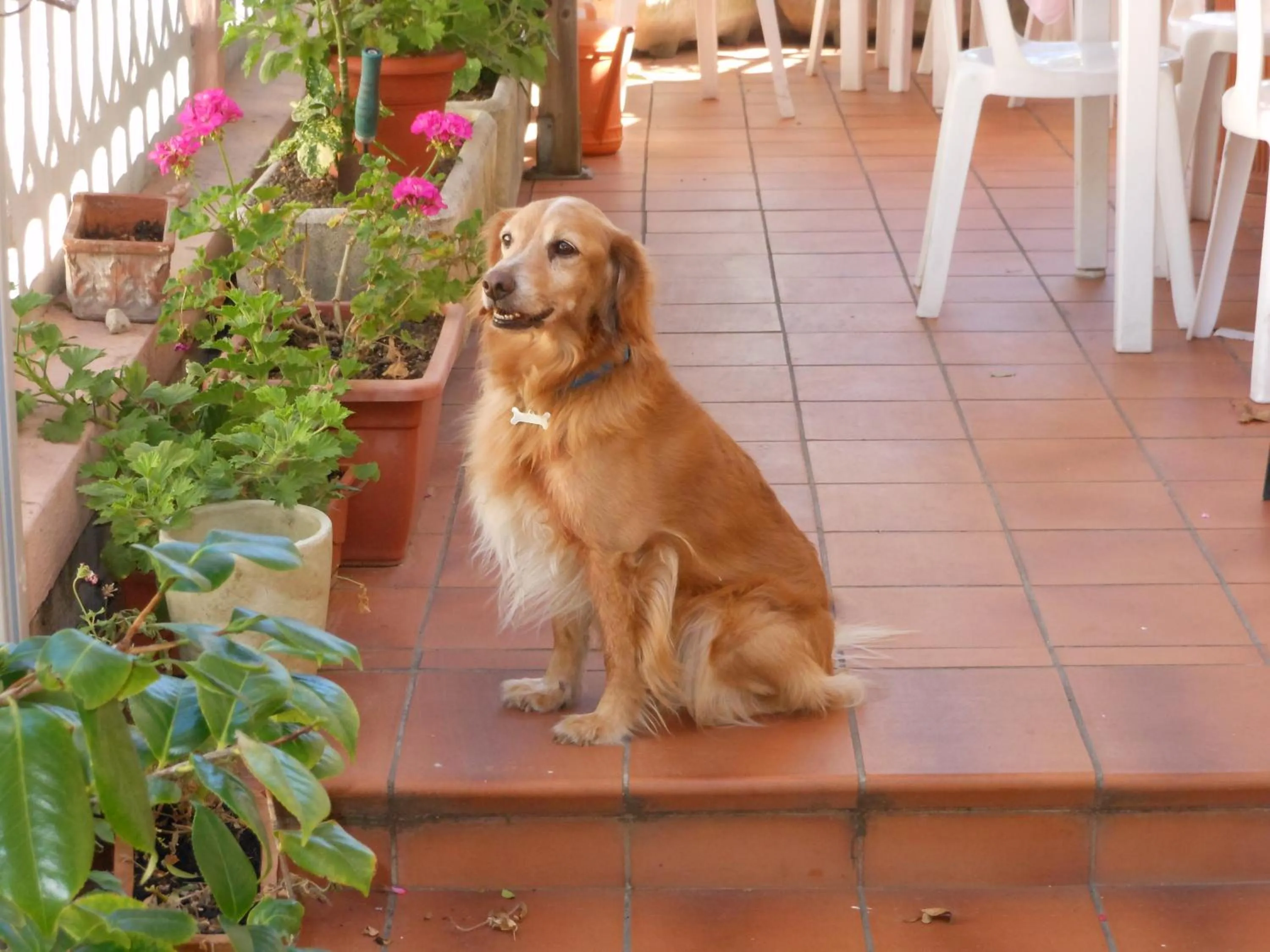 Animals in Hotel Fiammetta