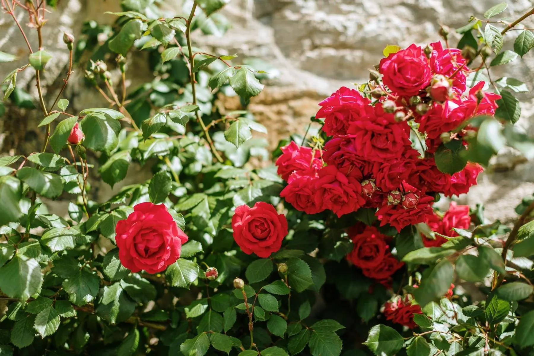 Garden in Villa Di Sotto
