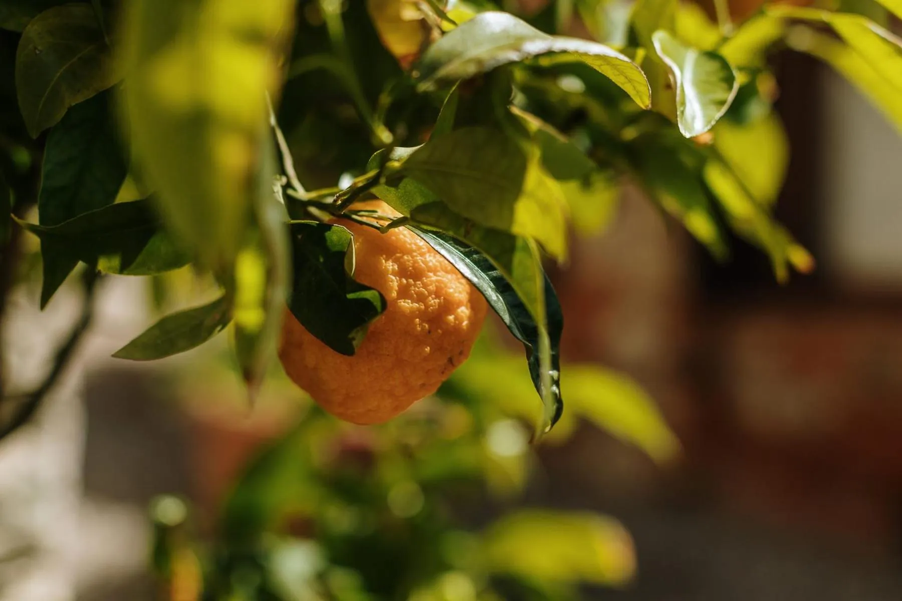 Garden in Villa Di Sotto