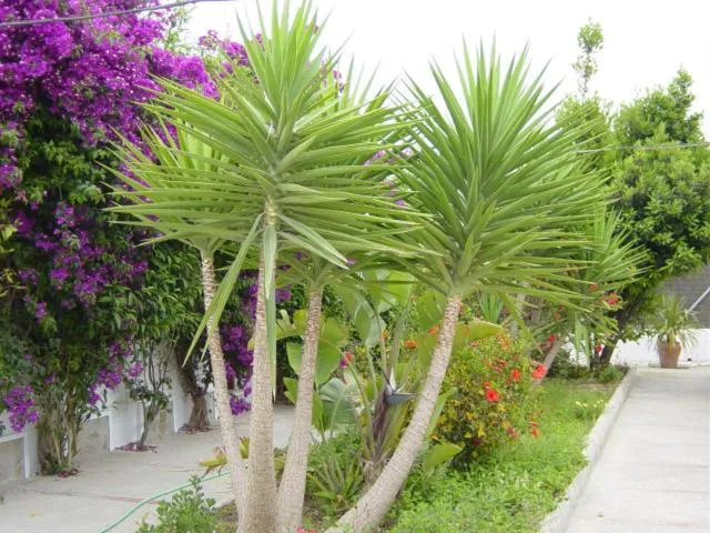 Patio in Hotel Antonio Conil