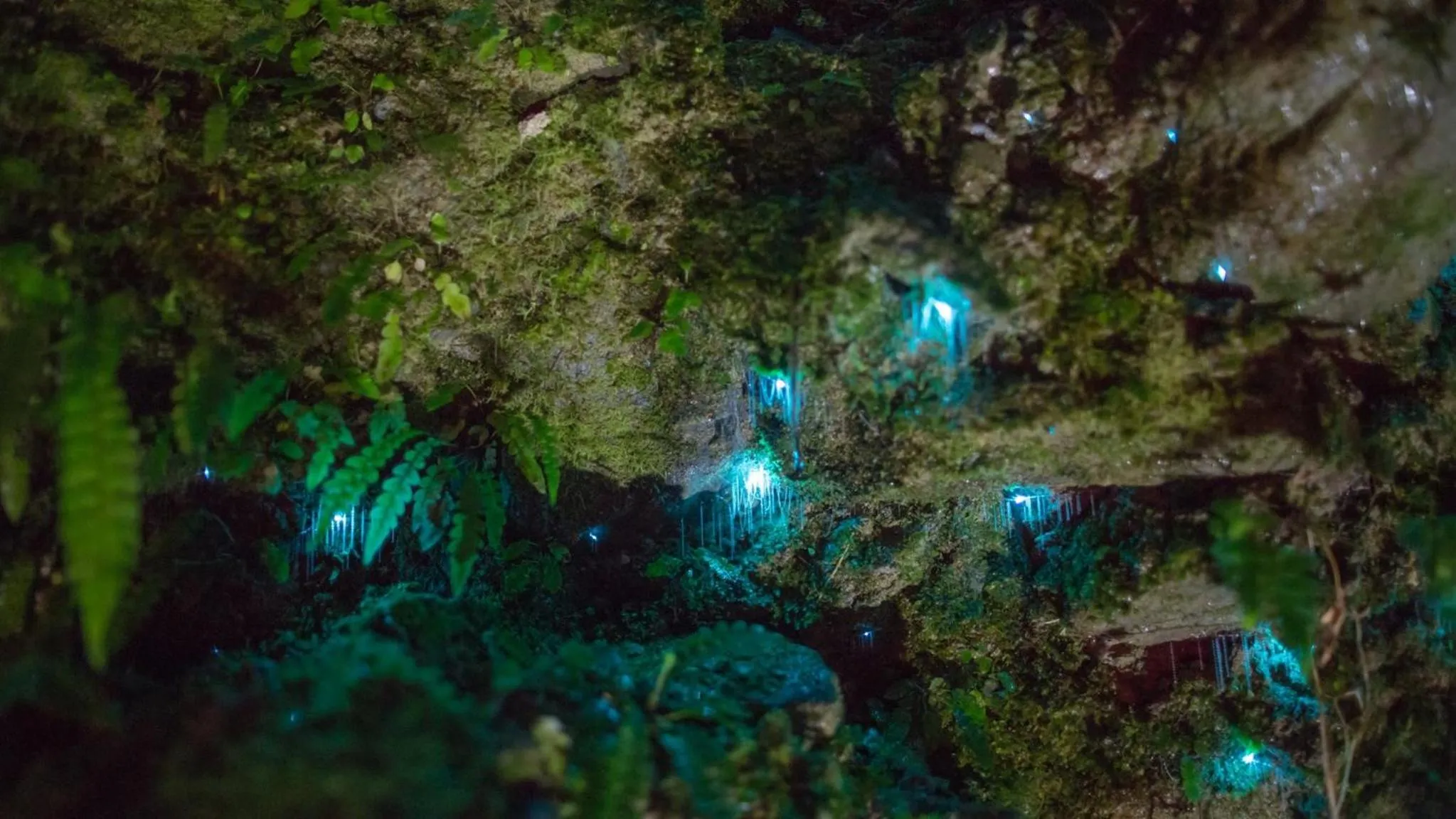 Night in Jackson's Retreat Alpine Holiday Park