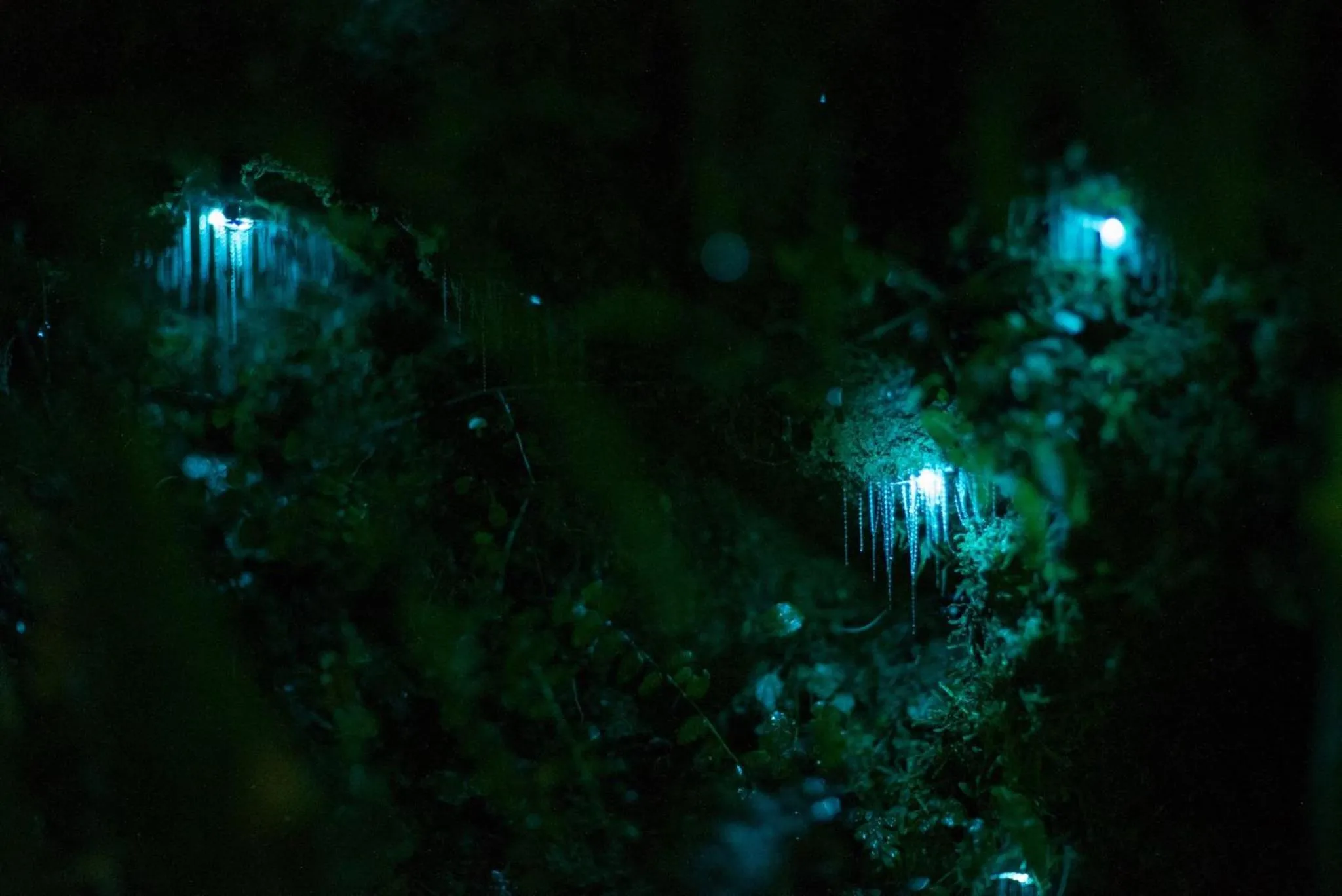 Garden in Jackson's Retreat Alpine Holiday Park