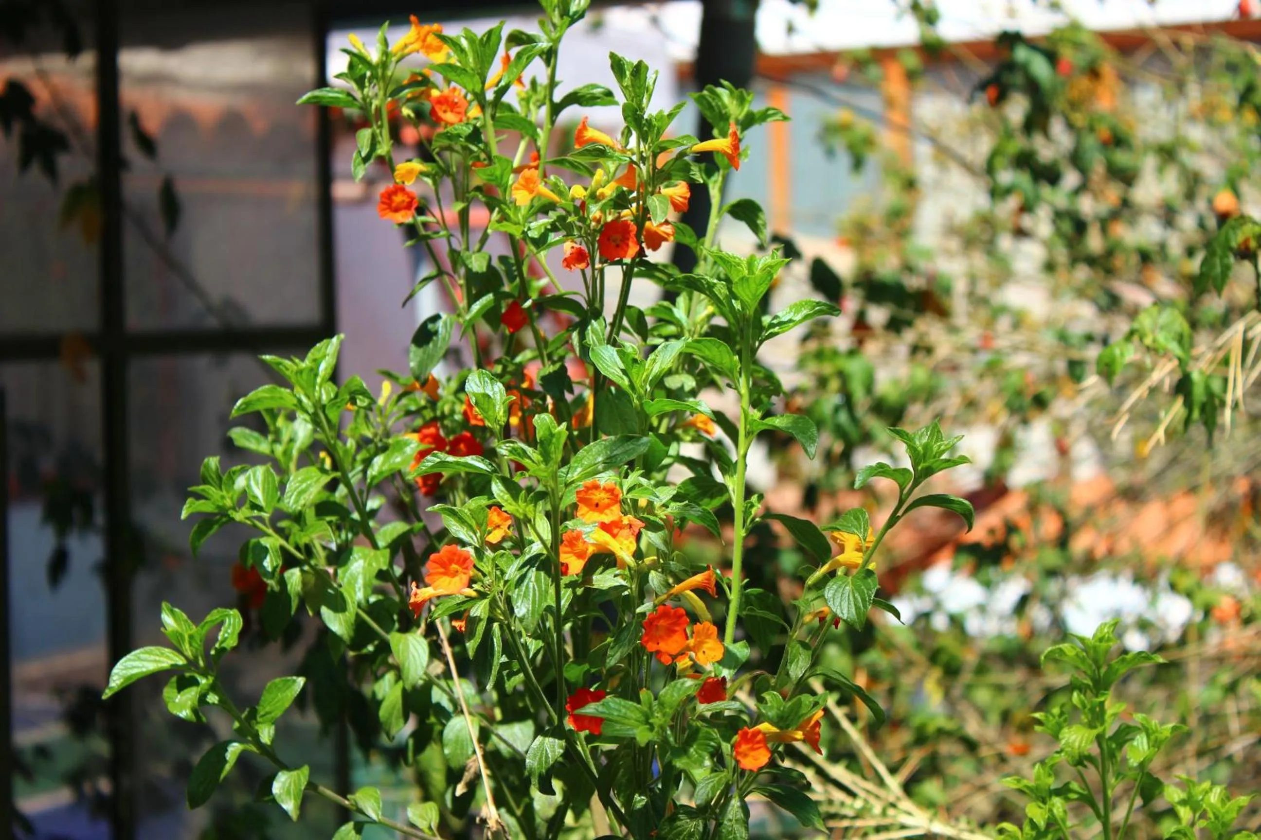 Garden in Casa de Mama Cusco 2-The Ecohouse