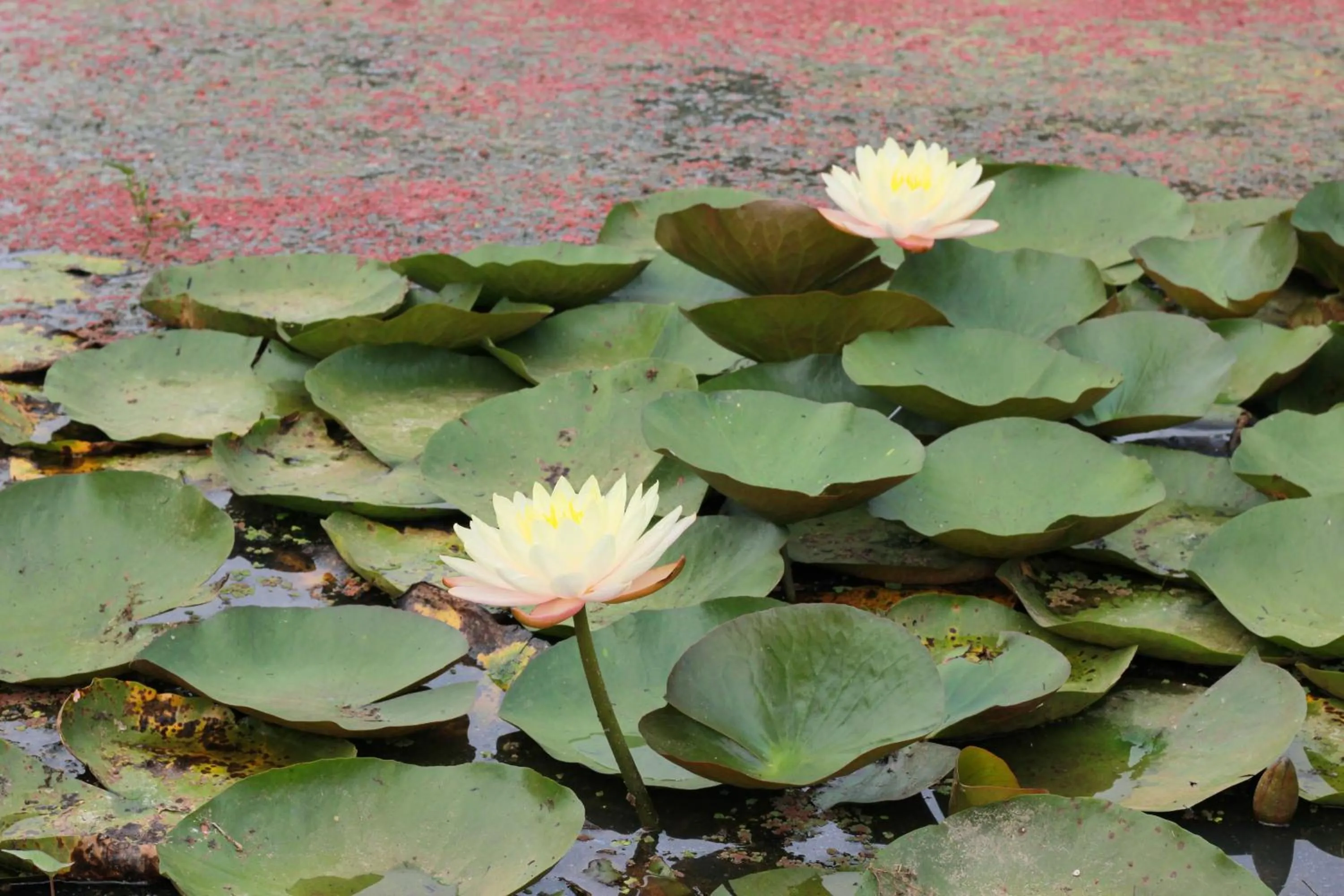 Property building in HOME@HOSTEL KANCHANABURI