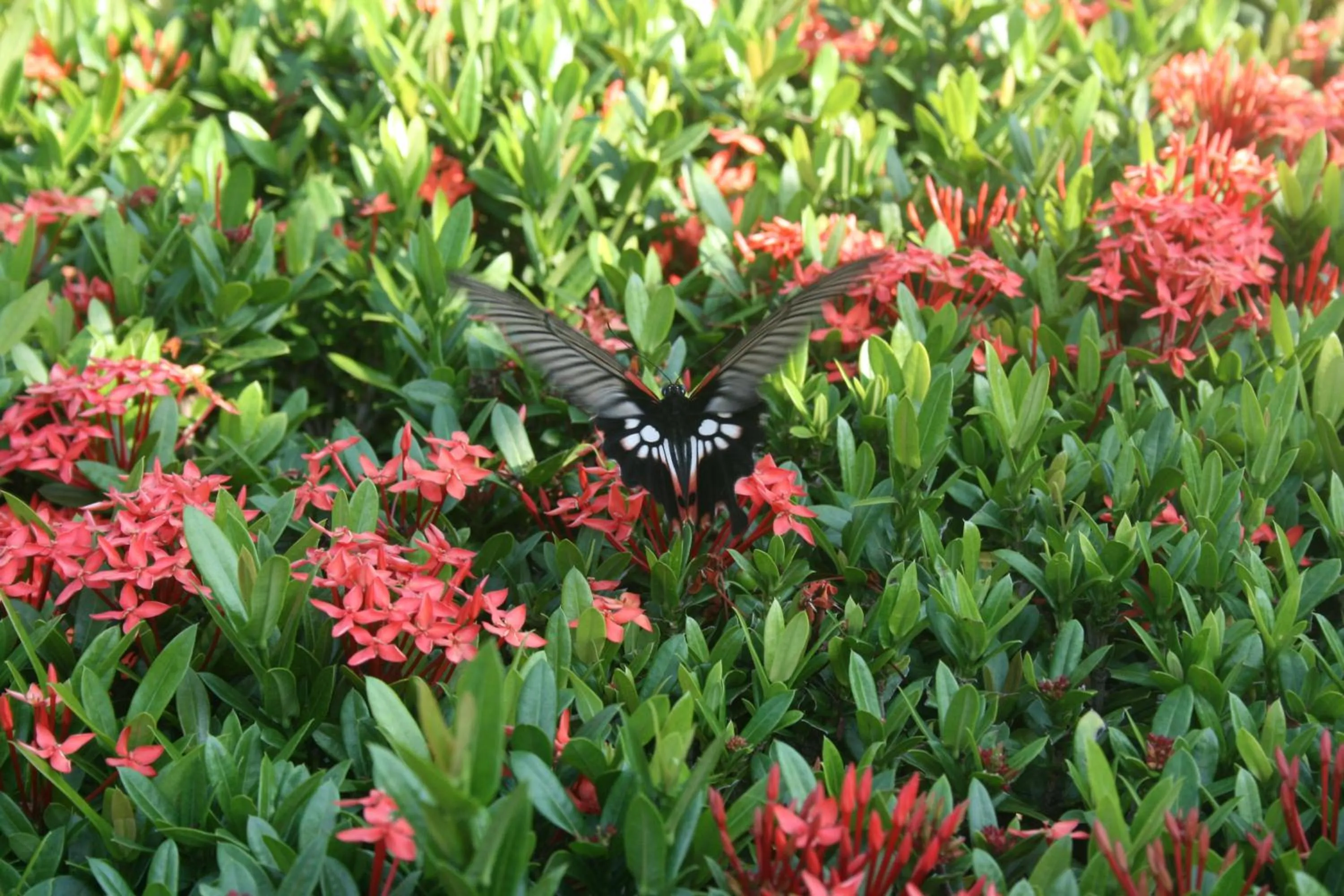 Garden in Green Canyon Resort