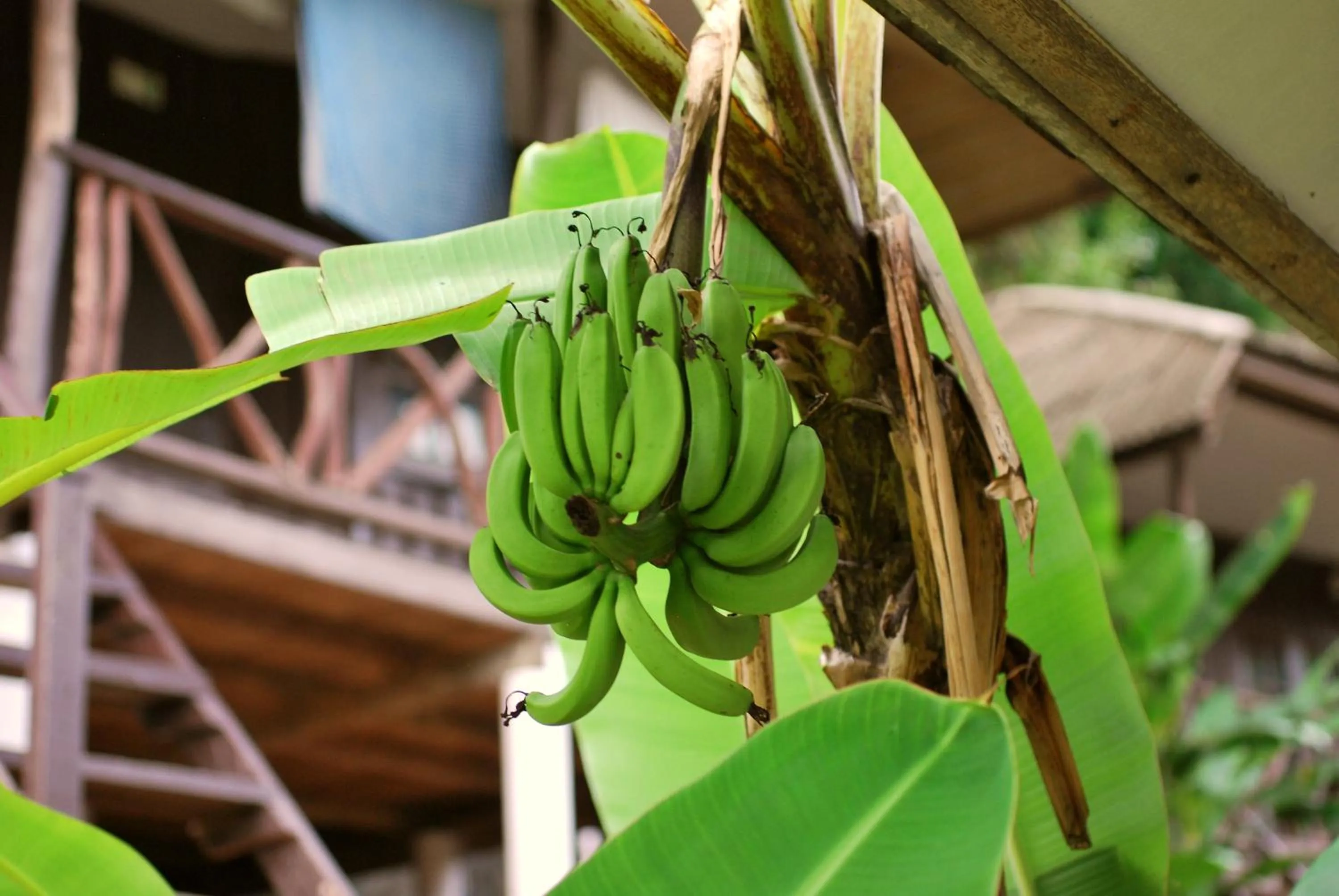Garden in Green Canyon Resort