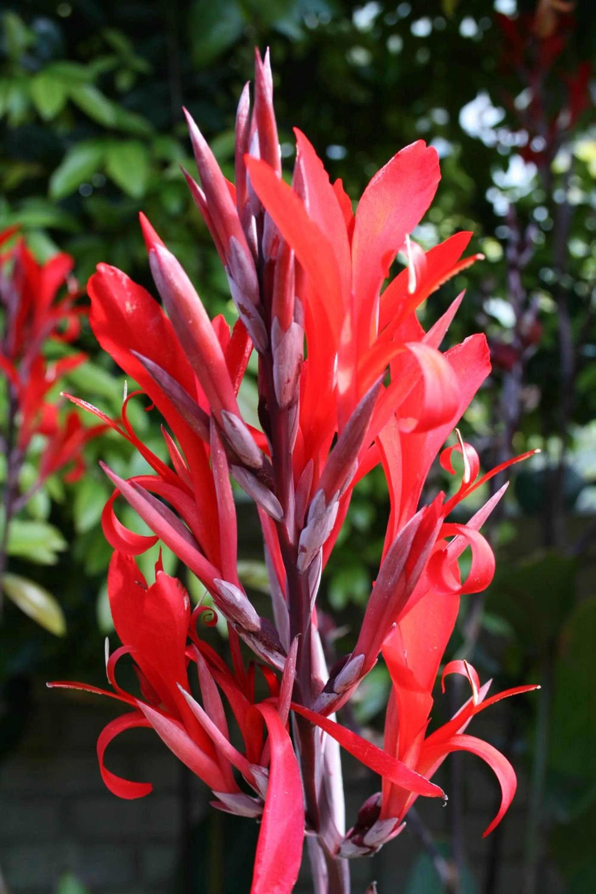 Garden in 88 Baron van Reede Guesthouse