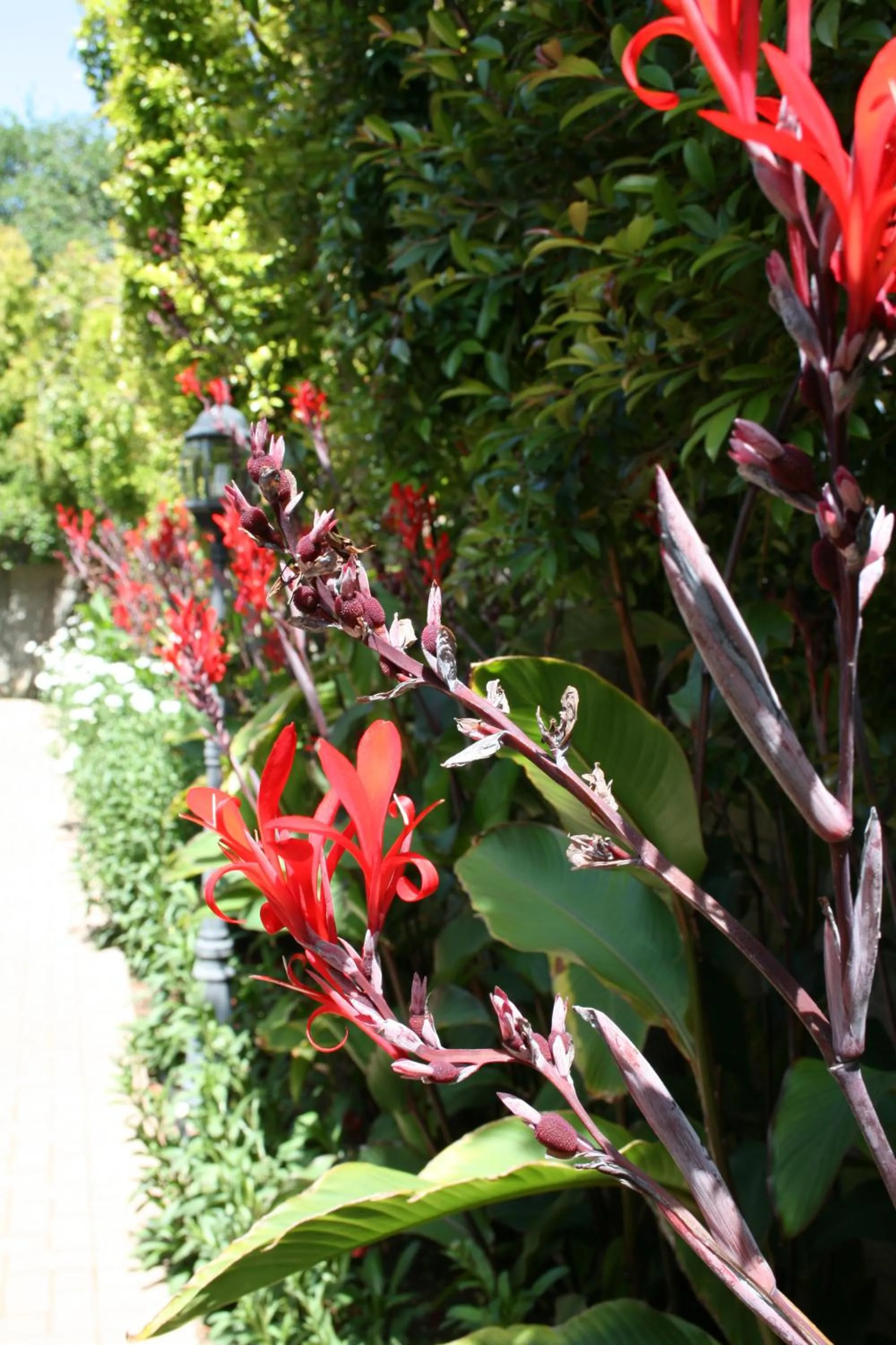 Garden in 88 Baron van Reede Guesthouse