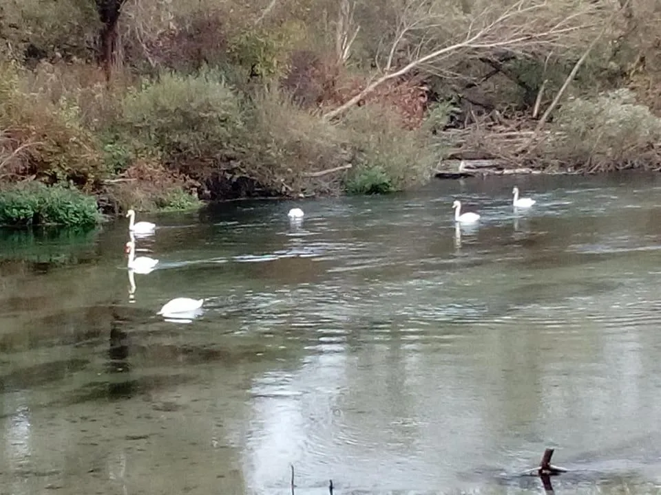 Animals in Hotel Locanda Da Carla