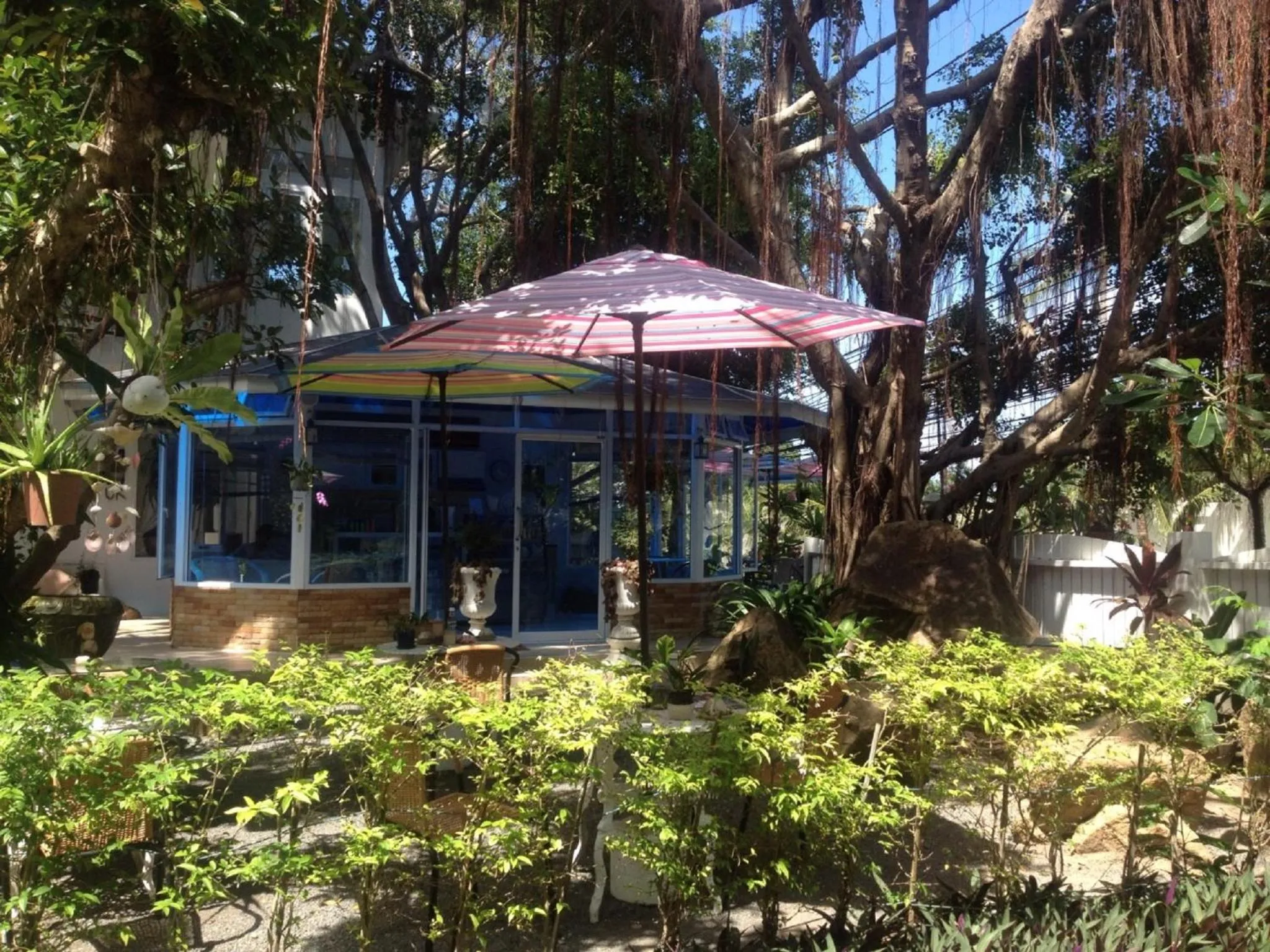 Food and drinks in Banyan House Samui bed and breakfast (Adult Only)