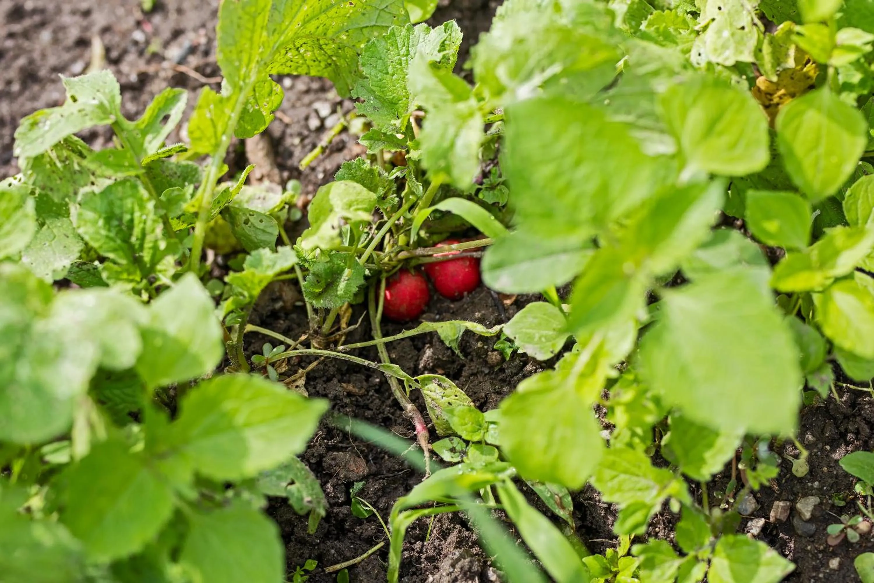 Garden in Boutique Hotel Zum Oberjäger, Schloss Lackenbach