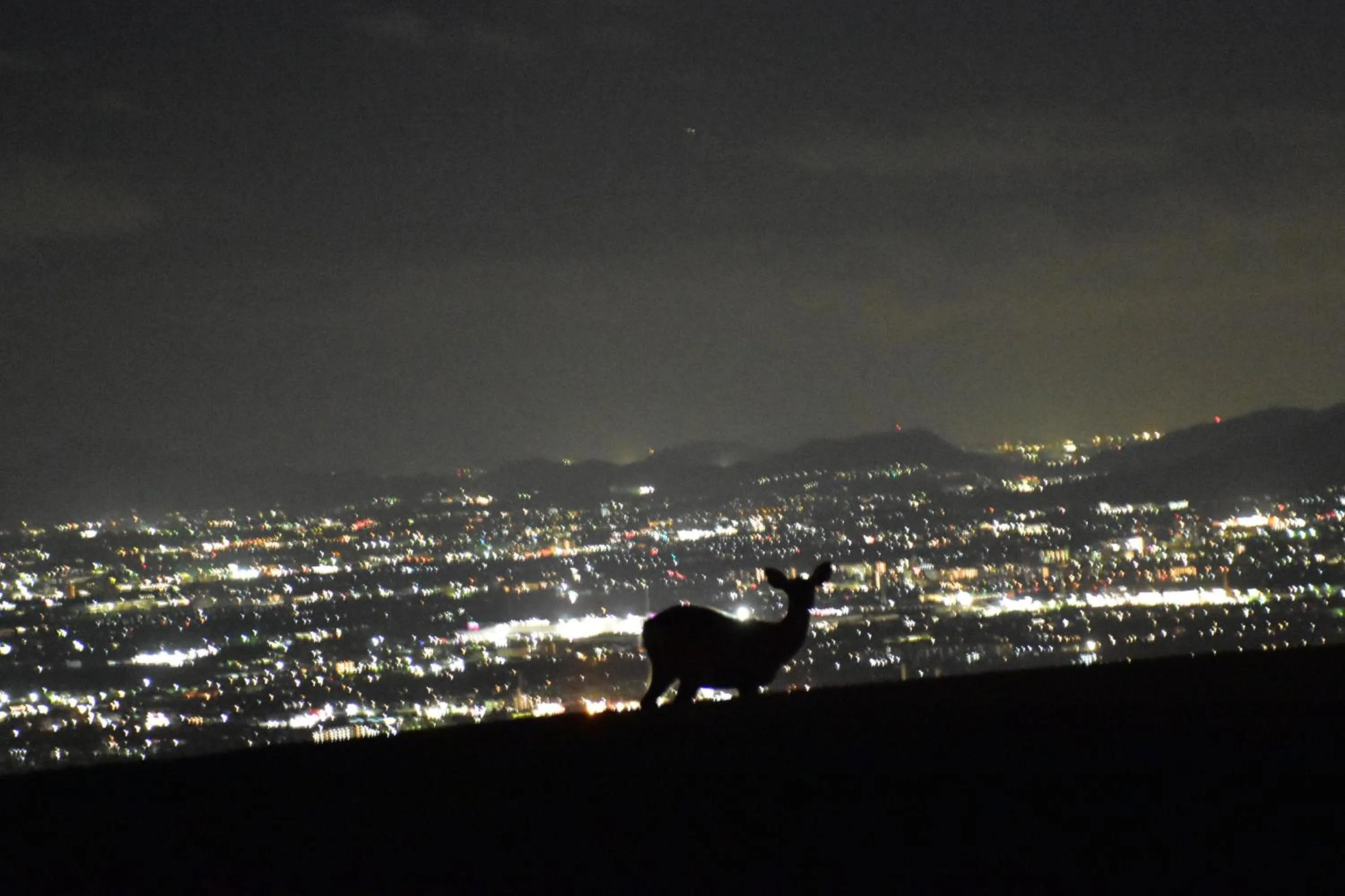 Night in Guesthouse Naramachi