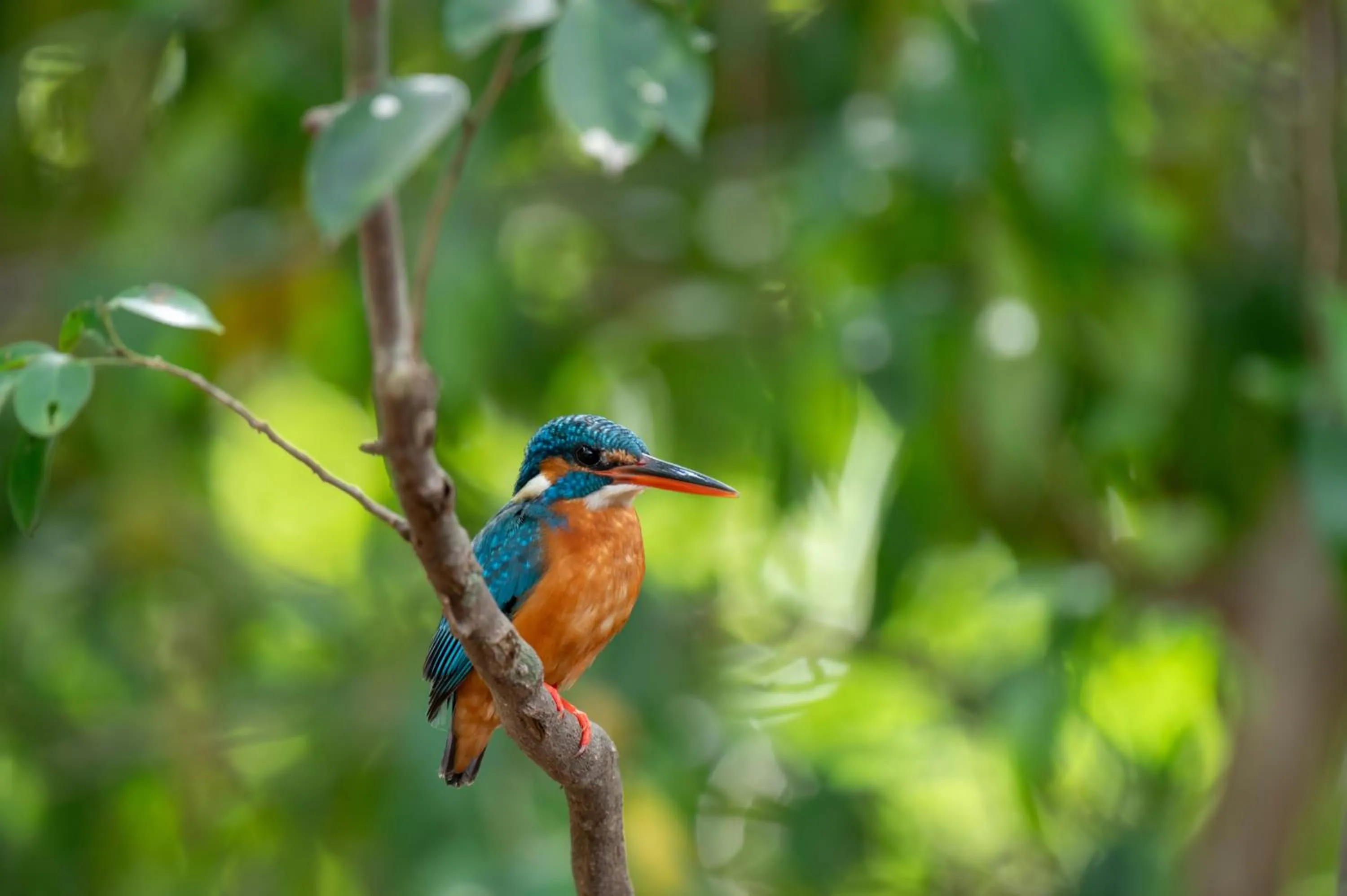 Animals in Sigiriya Village