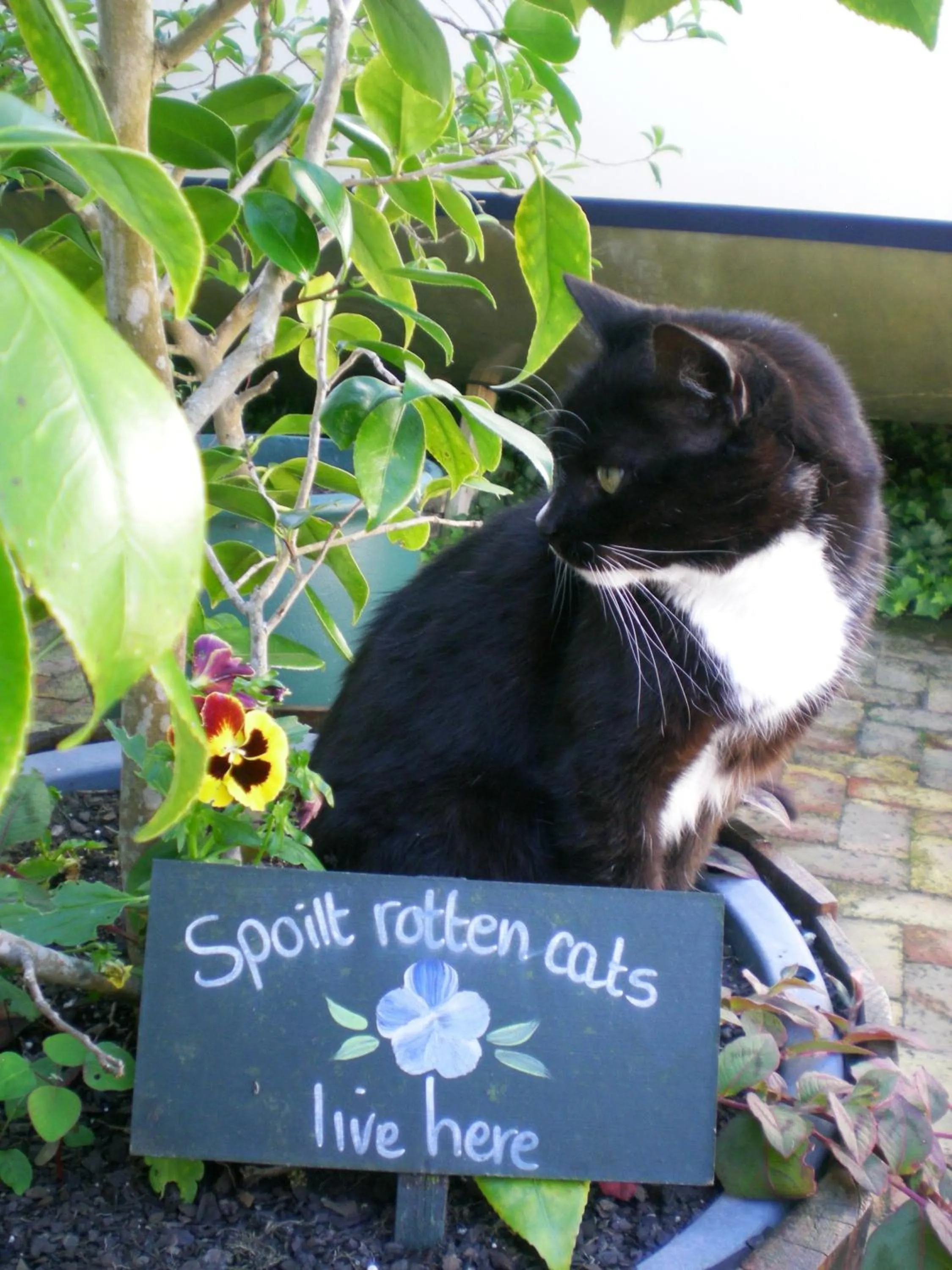 Garden in Edenwood House