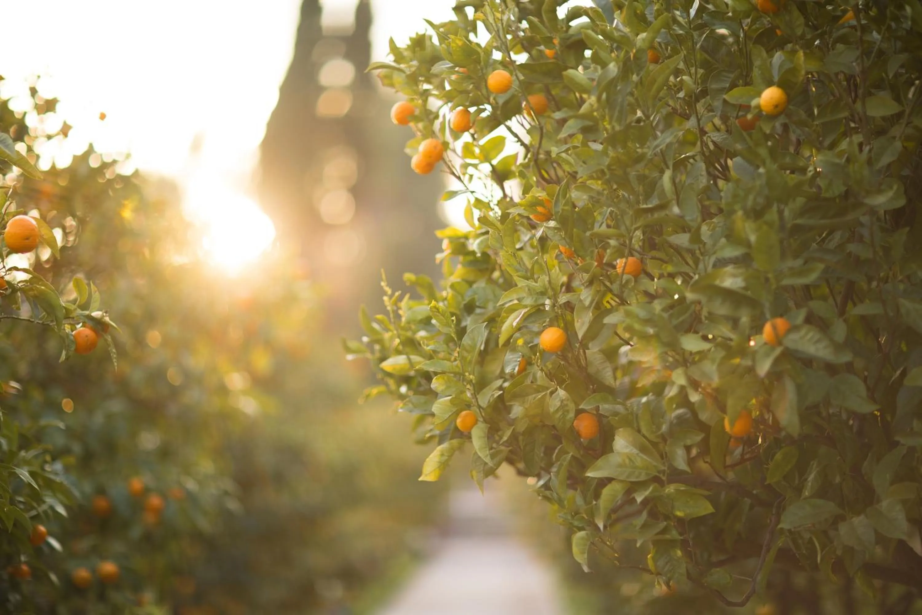 Domaine des Gueules Cassees