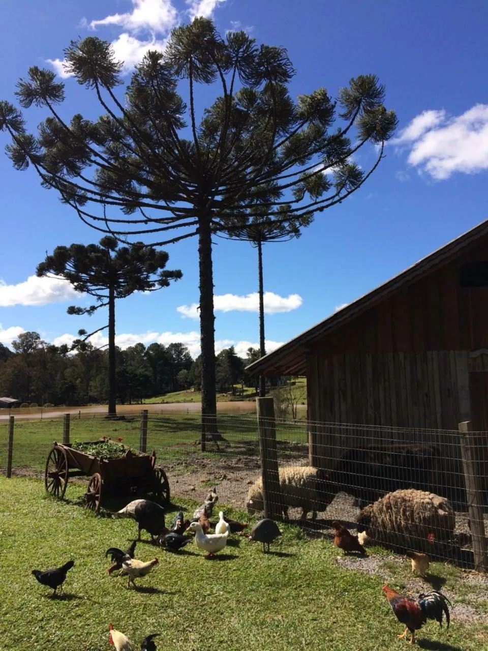 Animals in Hotel Fioreze Chalés