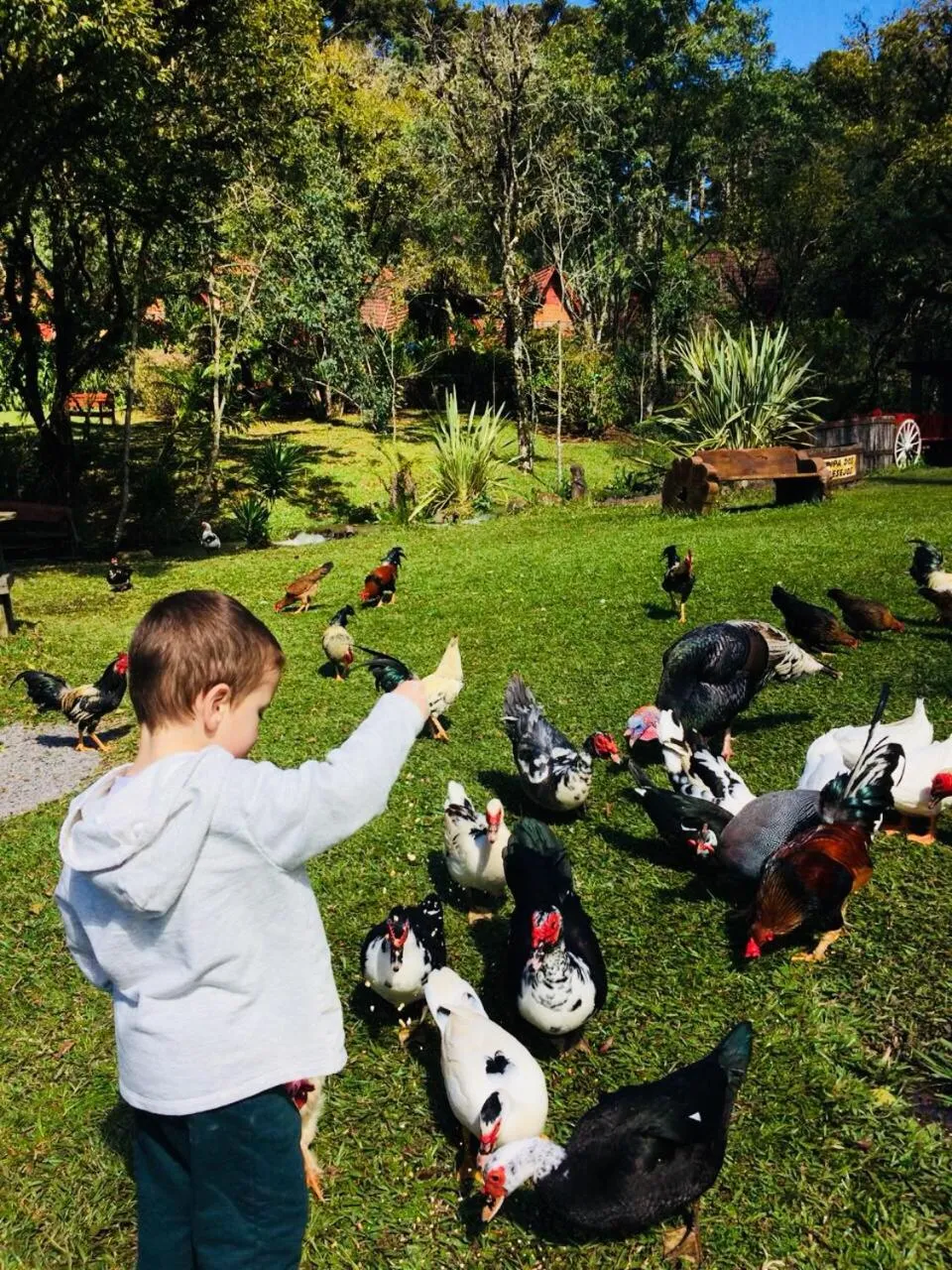 Animals in Hotel Fioreze Chalés