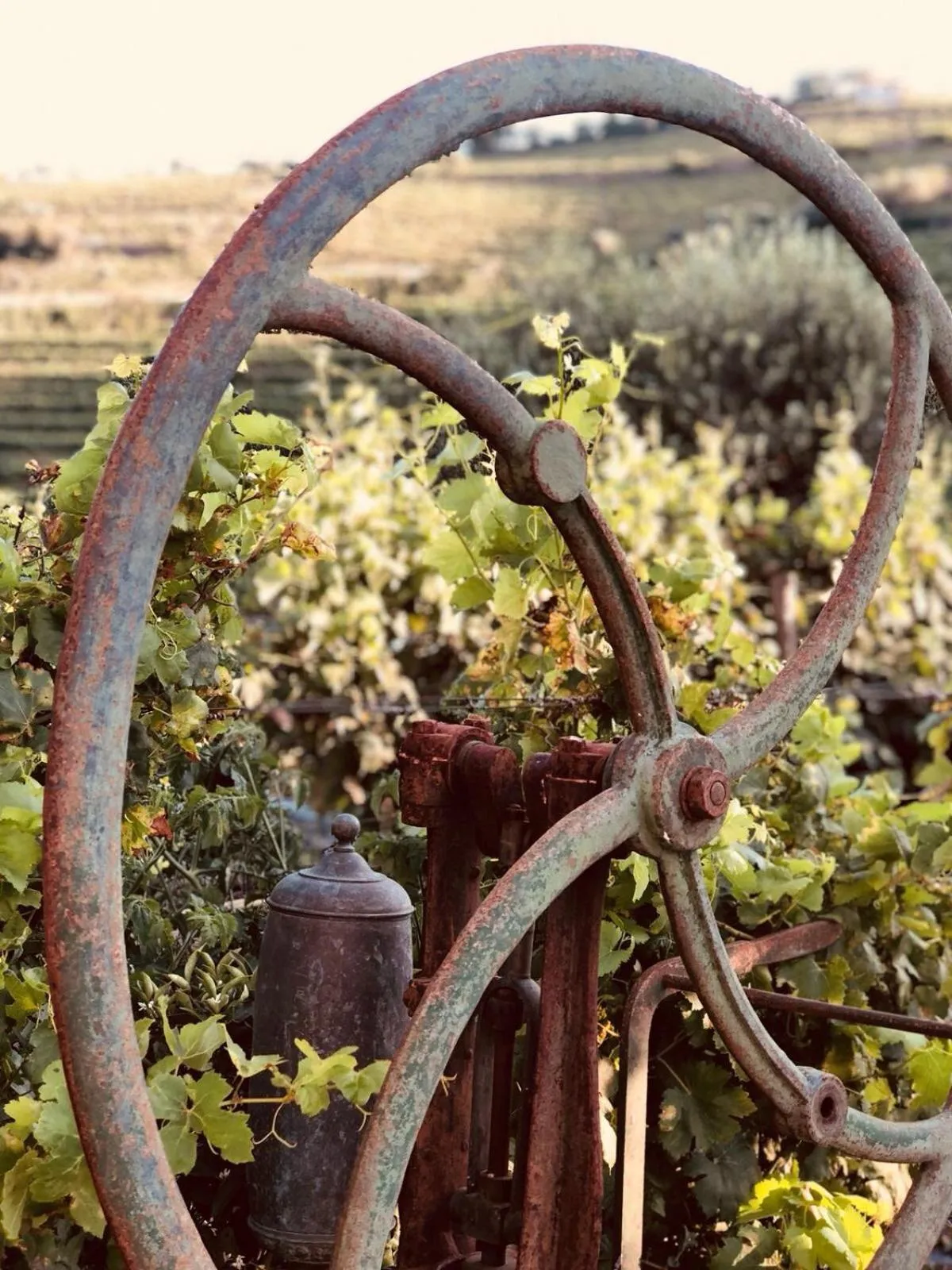 Balcony/Terrace in Quinta Pecêga - AL