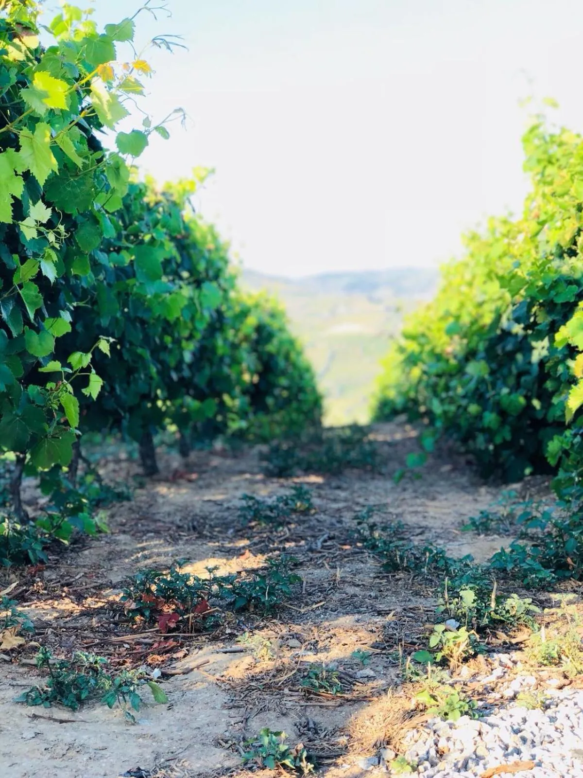 Balcony/Terrace in Quinta Pecêga - AL