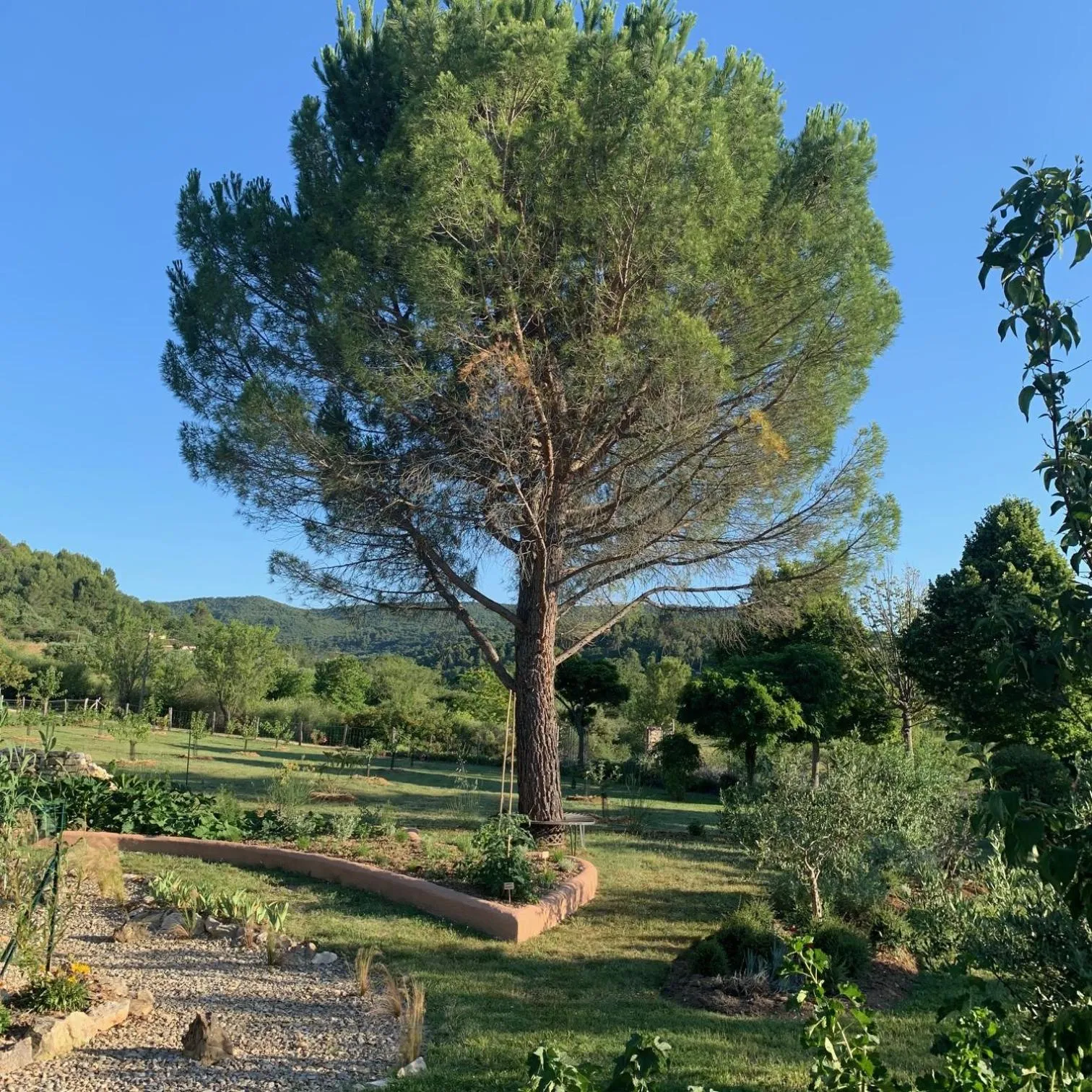 Garden in Chambre d'hôtes Le Cèdre