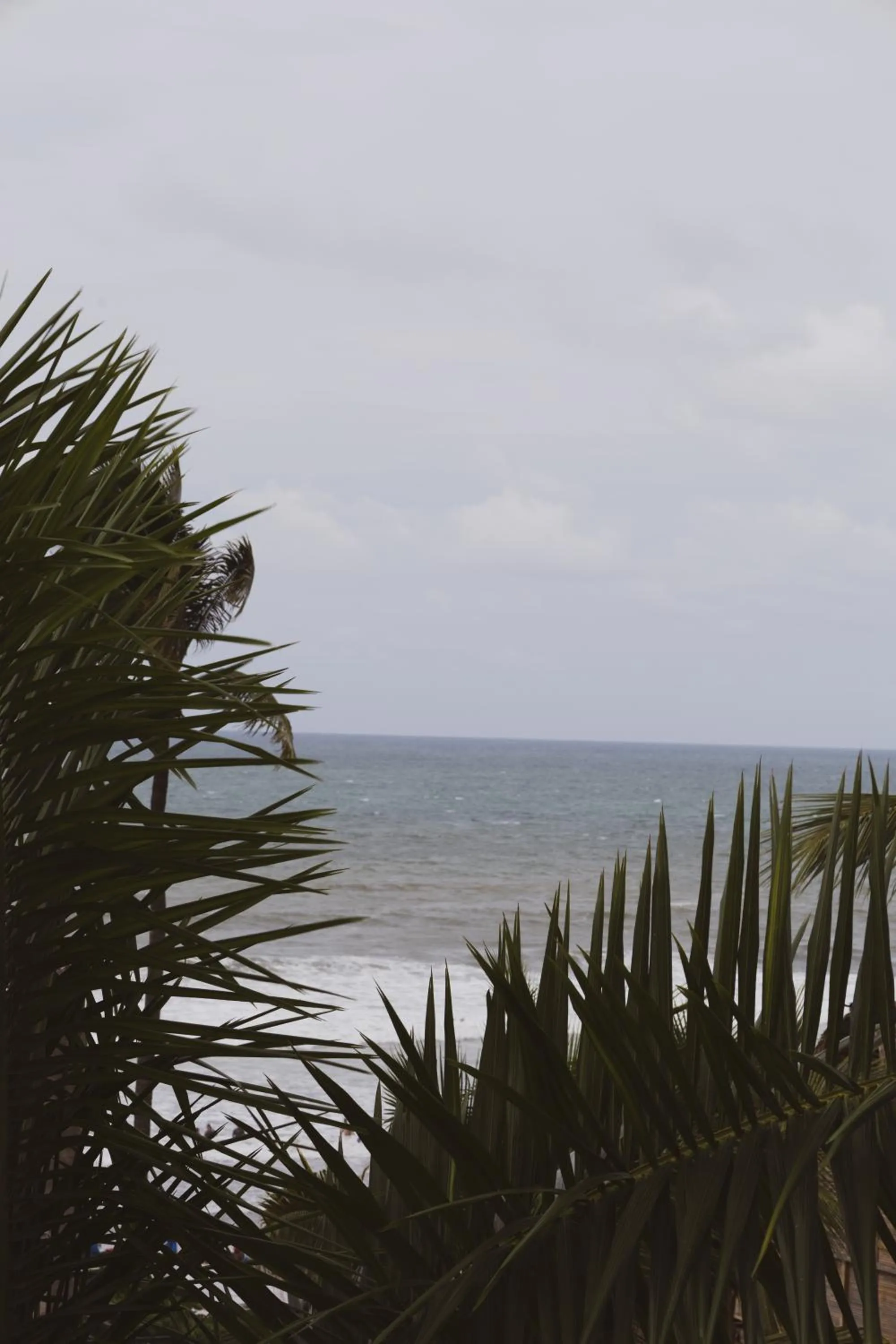 Natural landscape in Sayulita Central Hotel