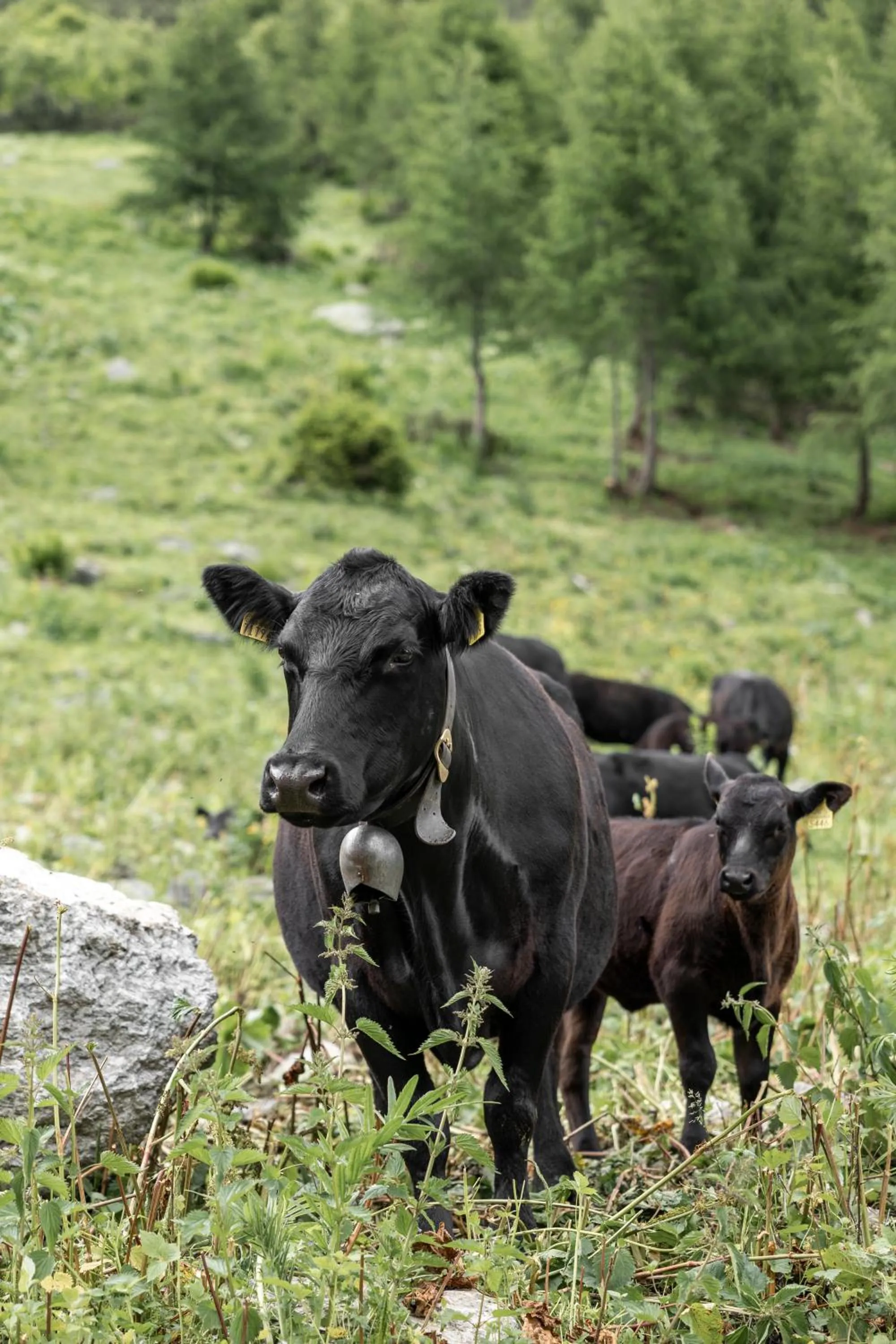 Animals in Hotel Baer & Post Zernez