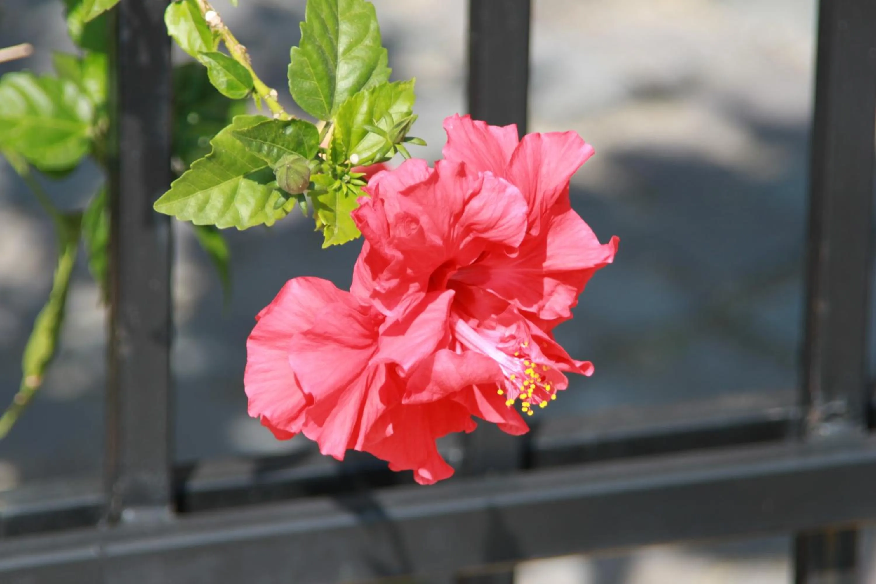 Decorative detail in Hotel LaCetate