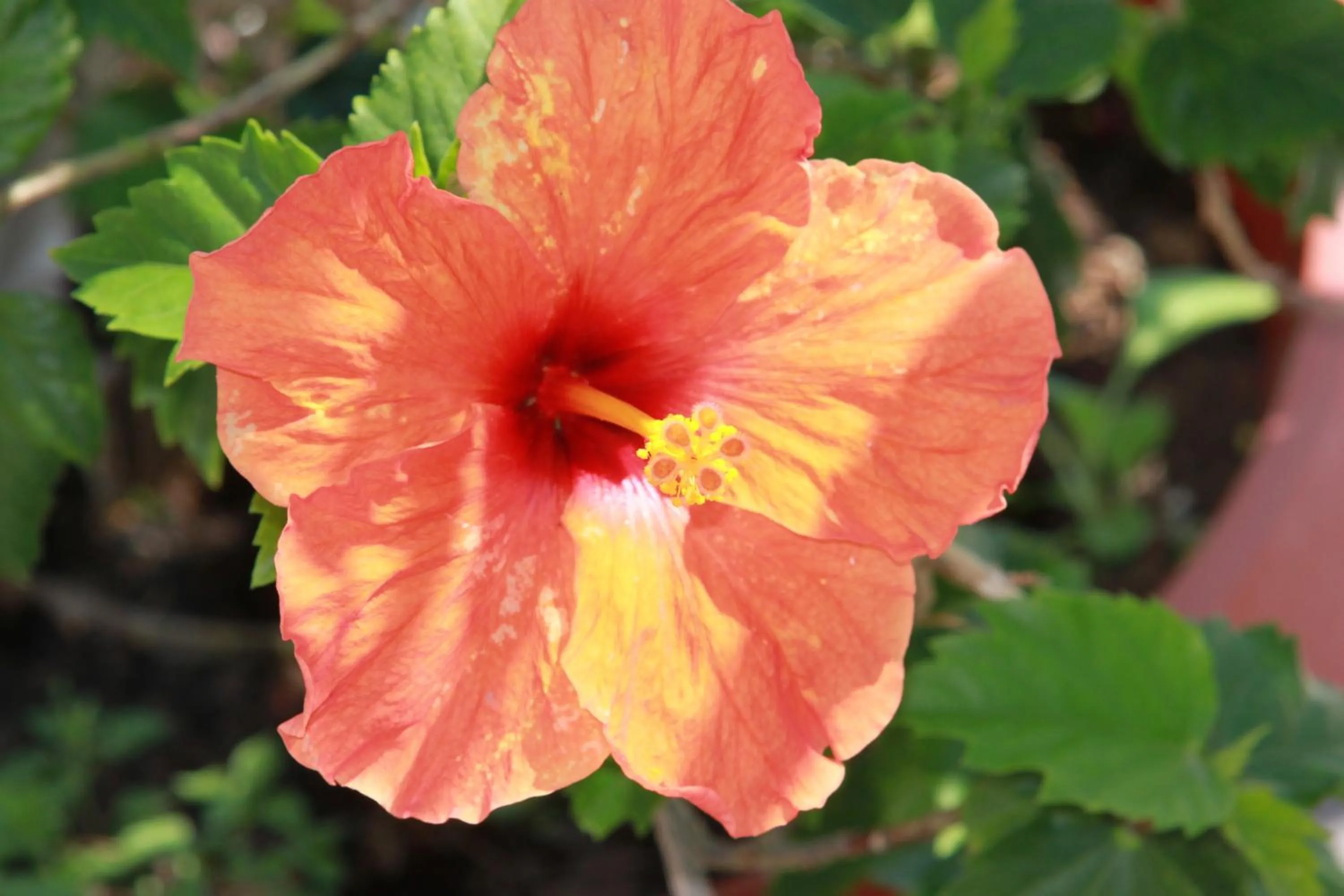 Decorative detail in Hotel LaCetate