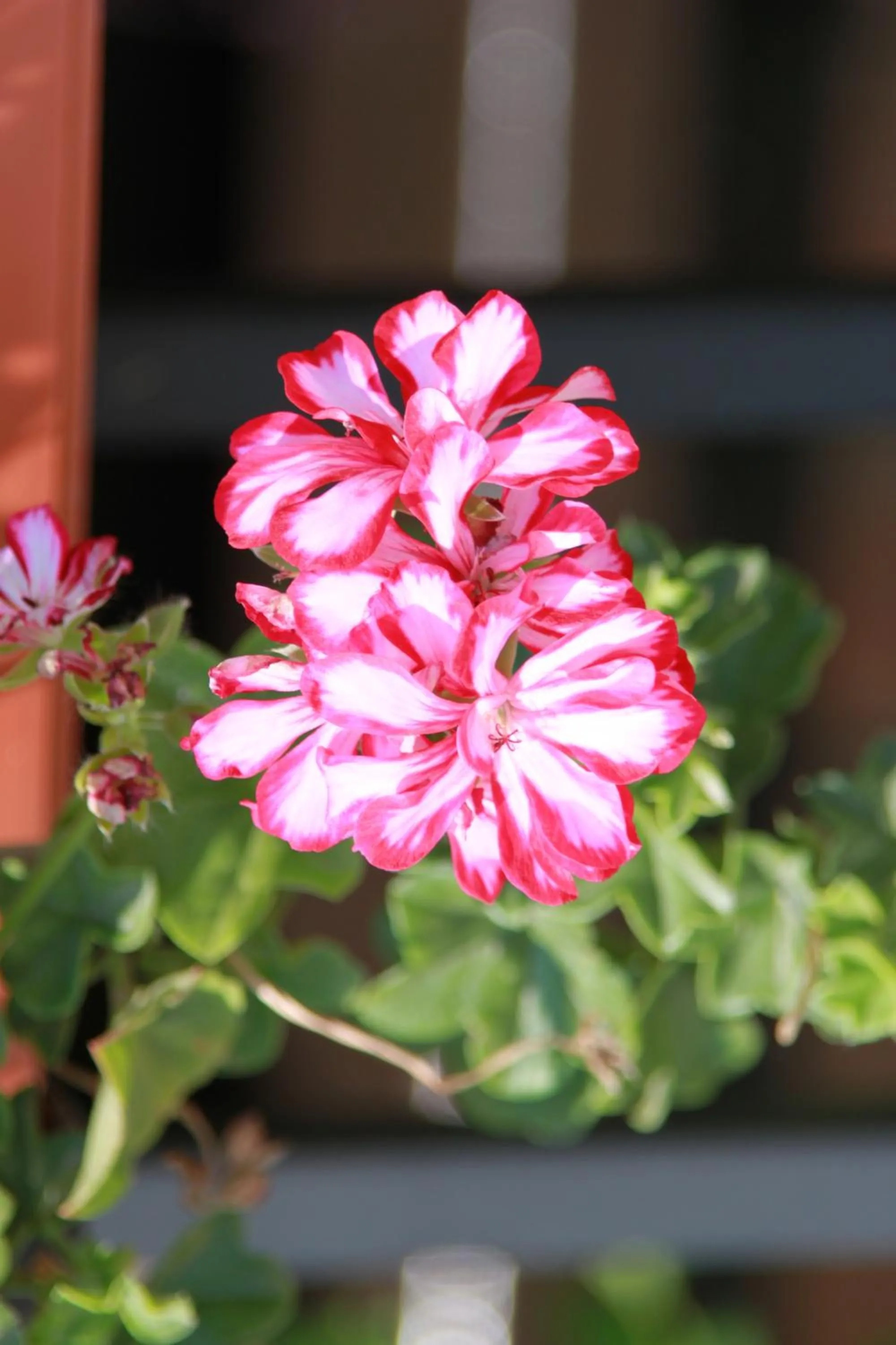 Decorative detail in Hotel LaCetate