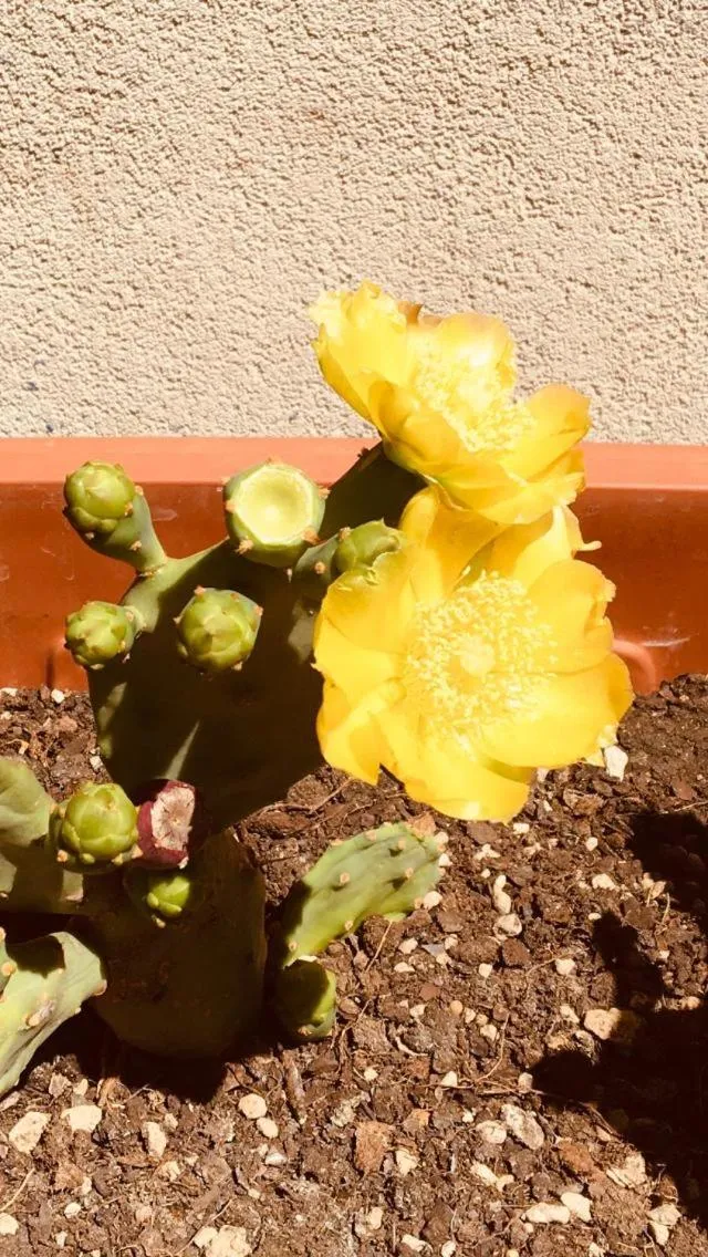 Decorative detail in Kaktus B&B