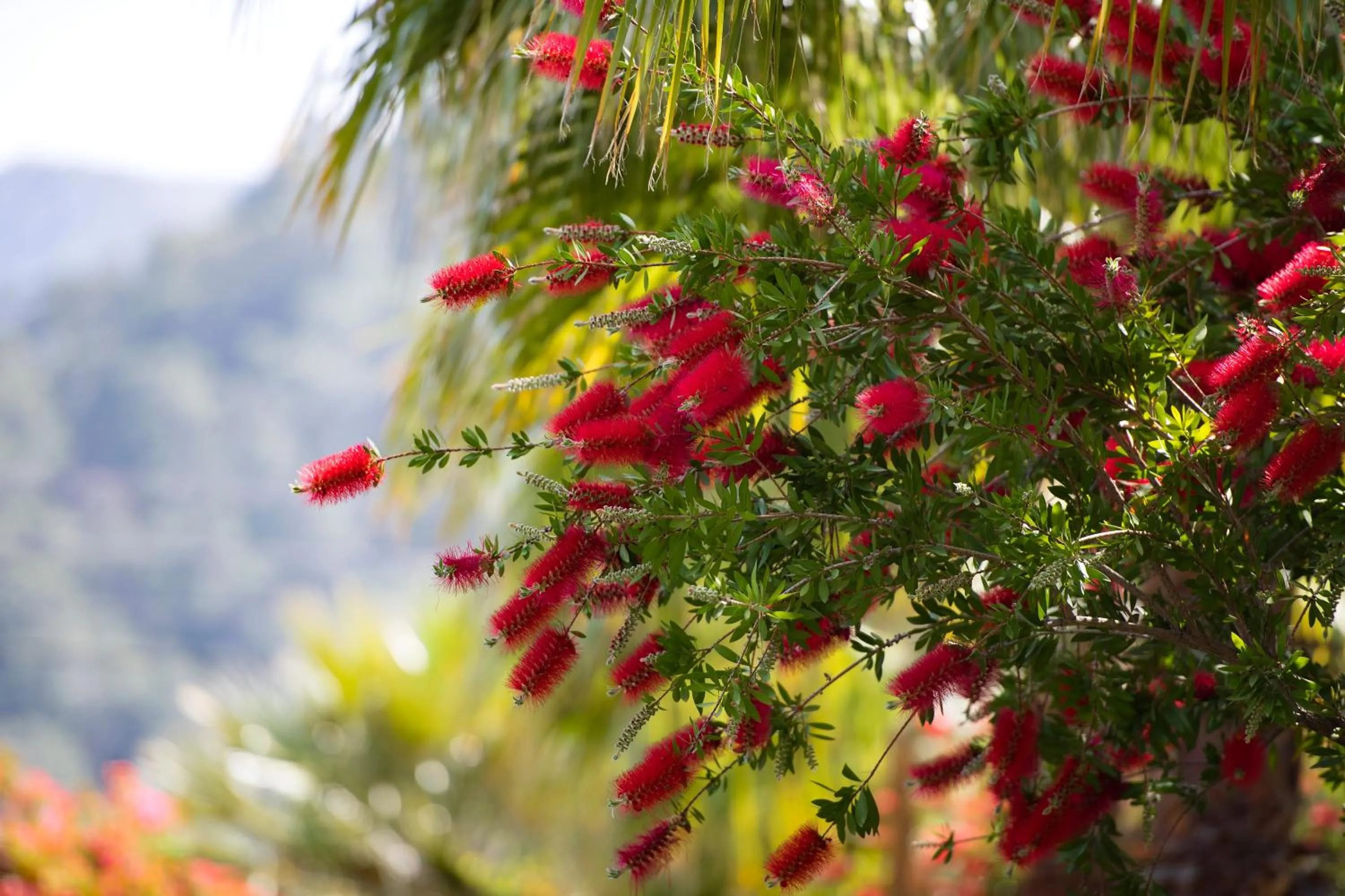 Spring in Villa Lukka