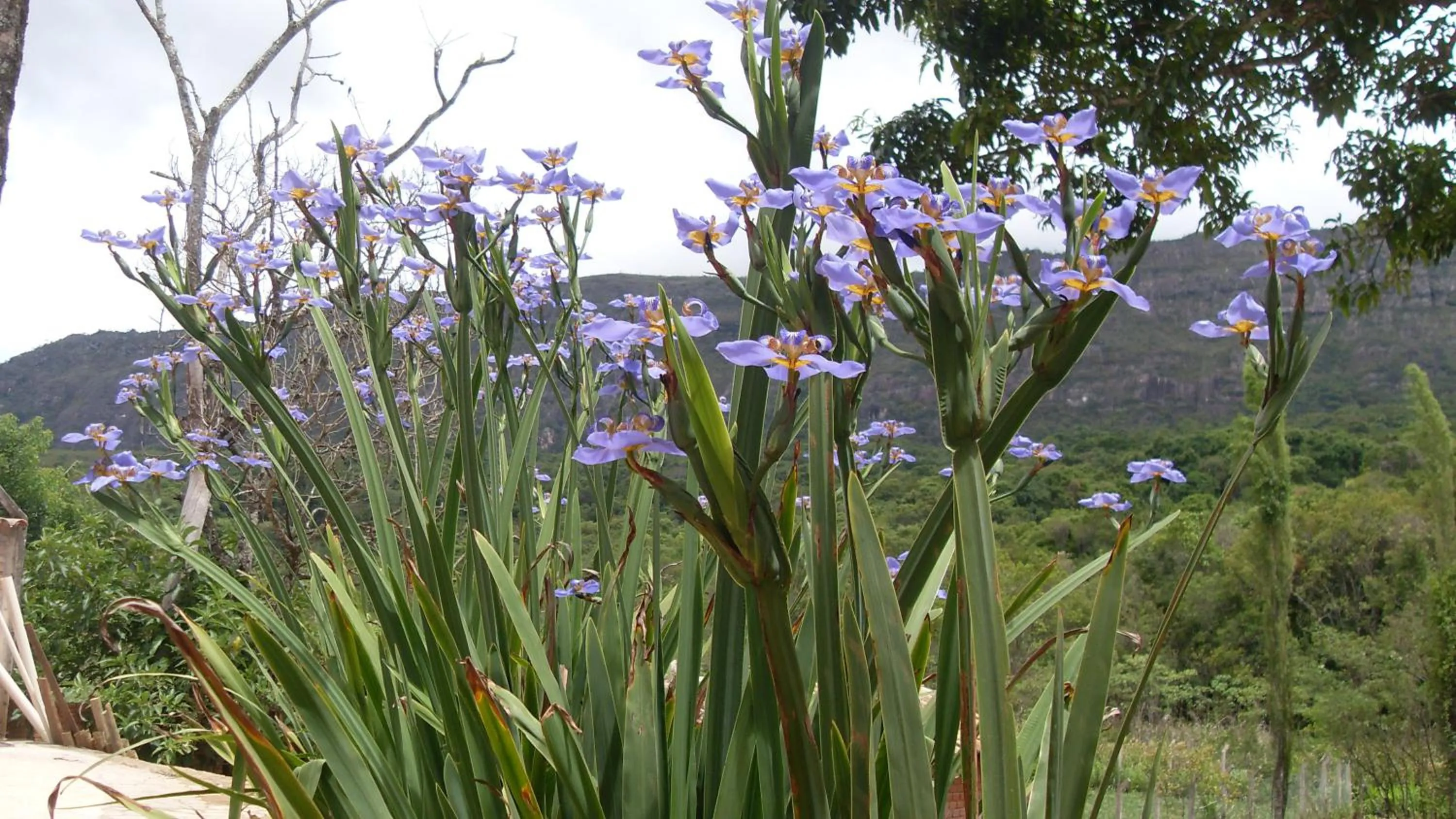 Decorative detail in Pousada Papyrus