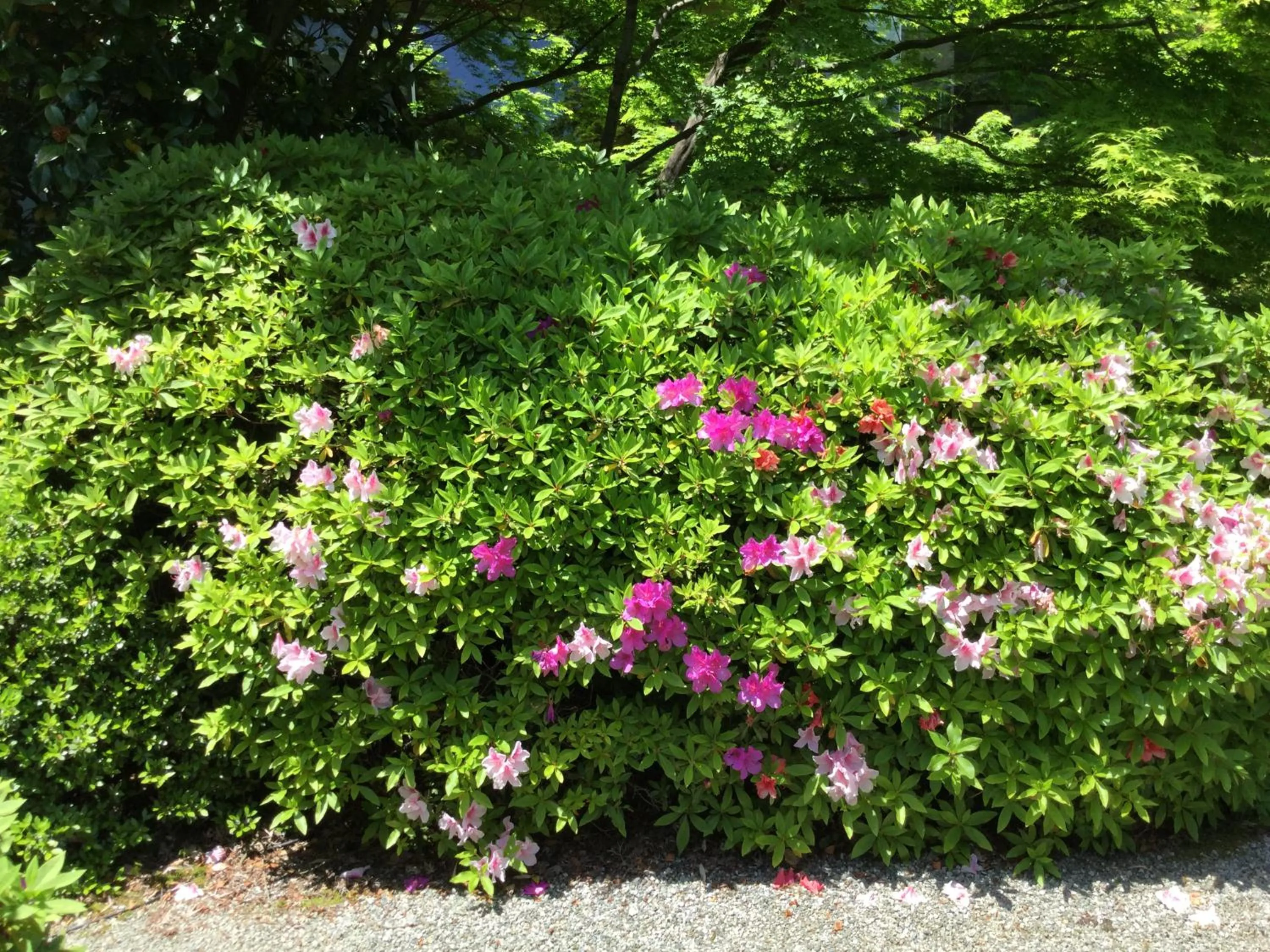 Garden in Seizan Yamato