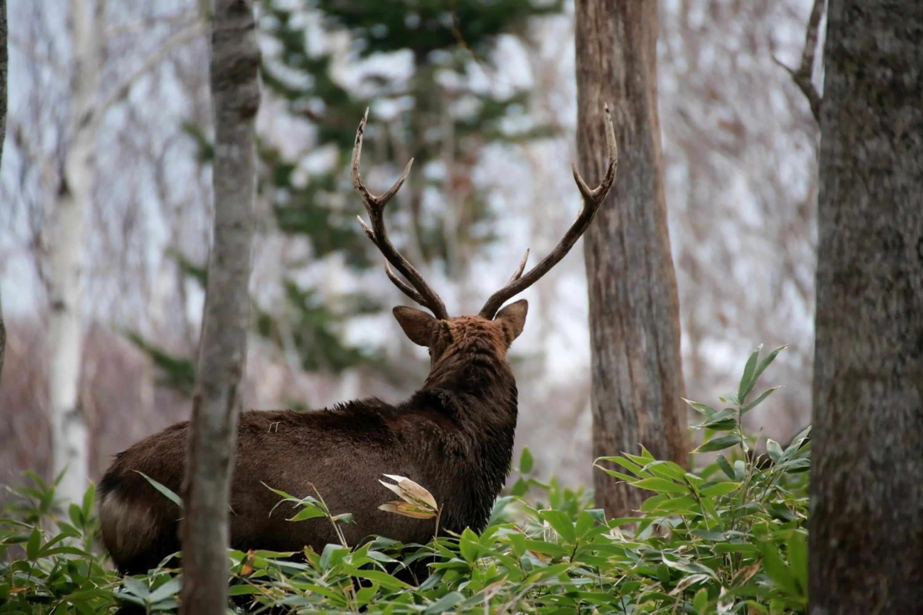 Activities in Kitakobushi Shiretoko Hotel & Resort