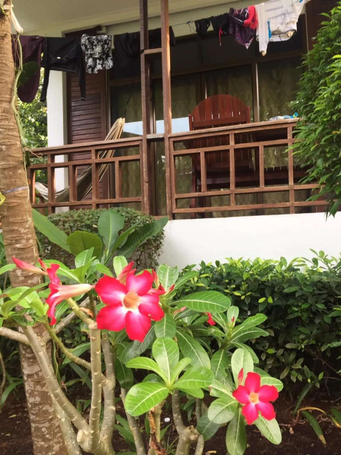 Garden view in Benjamin's Hut