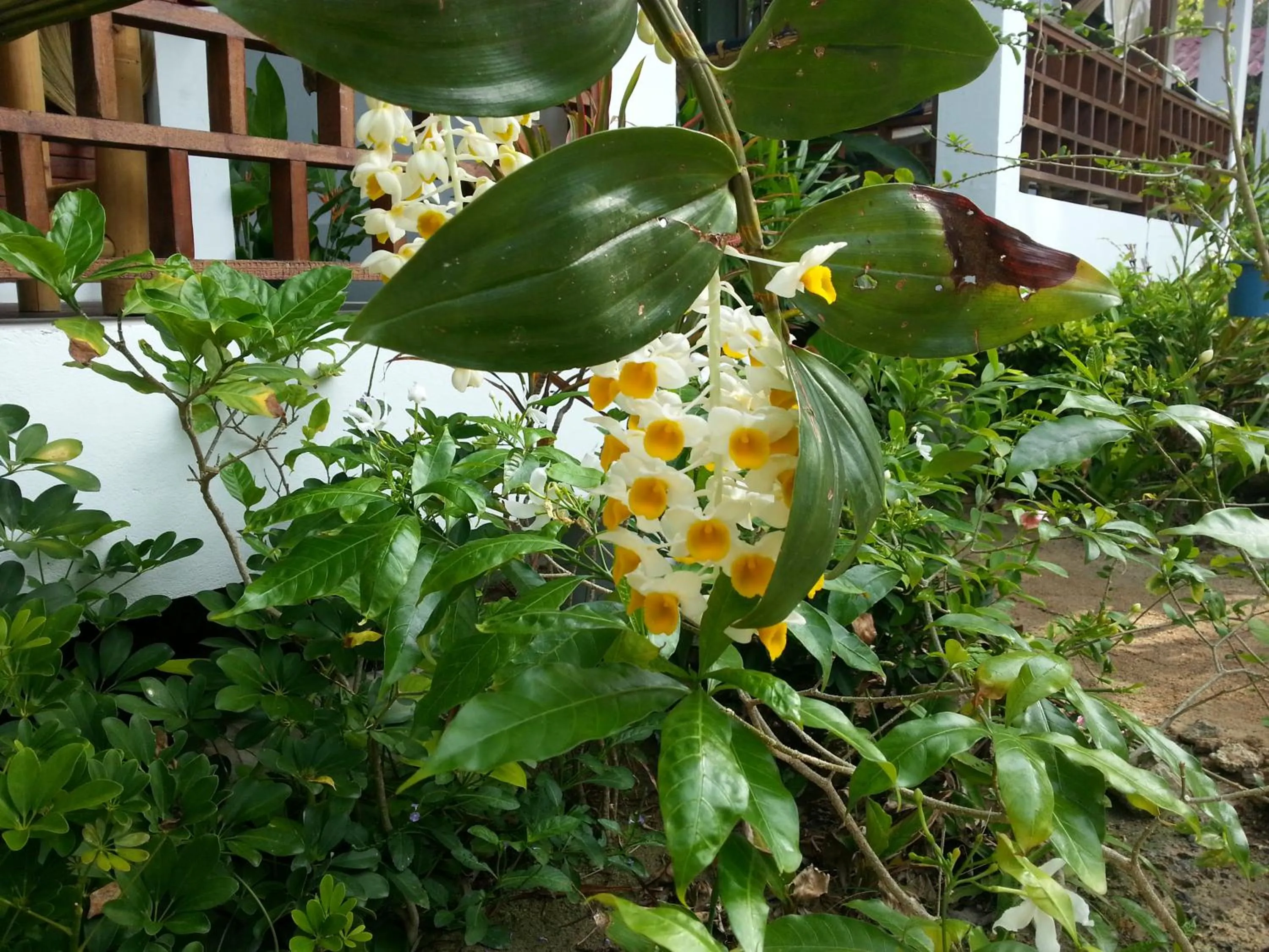Garden view in Benjamin's Hut