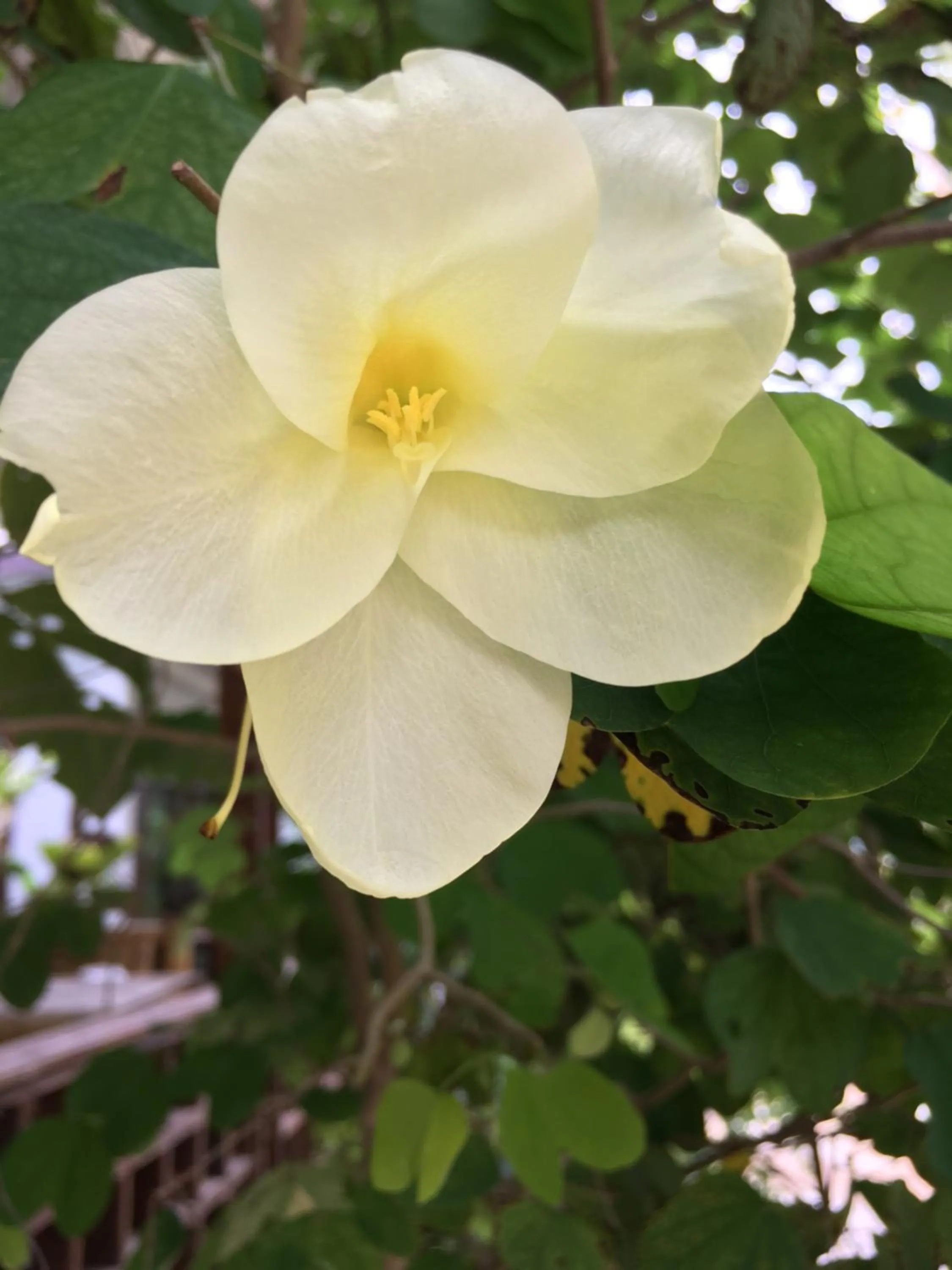 Property building in Benjamin's Hut