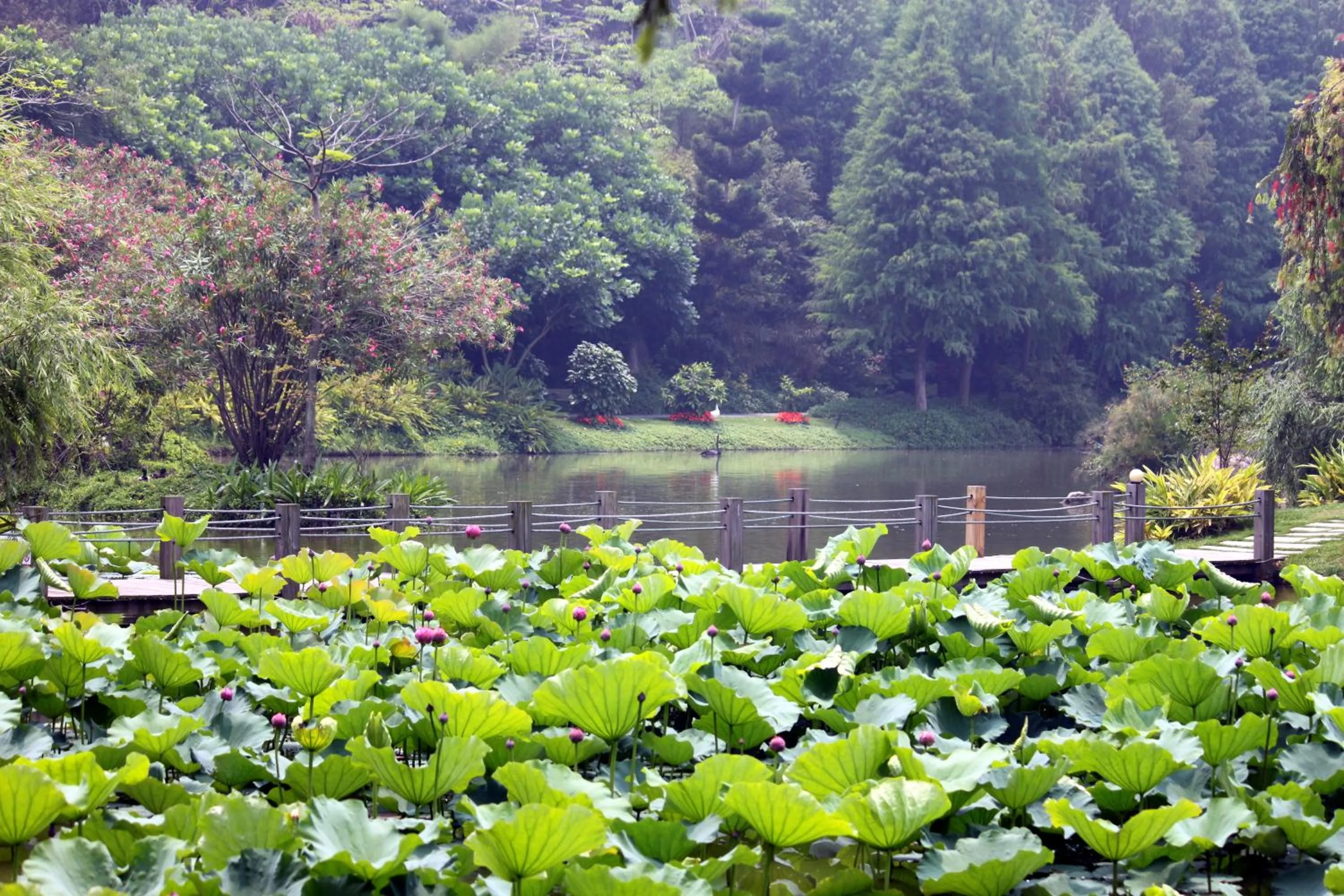 Garden in Xiamen C&D Hotel