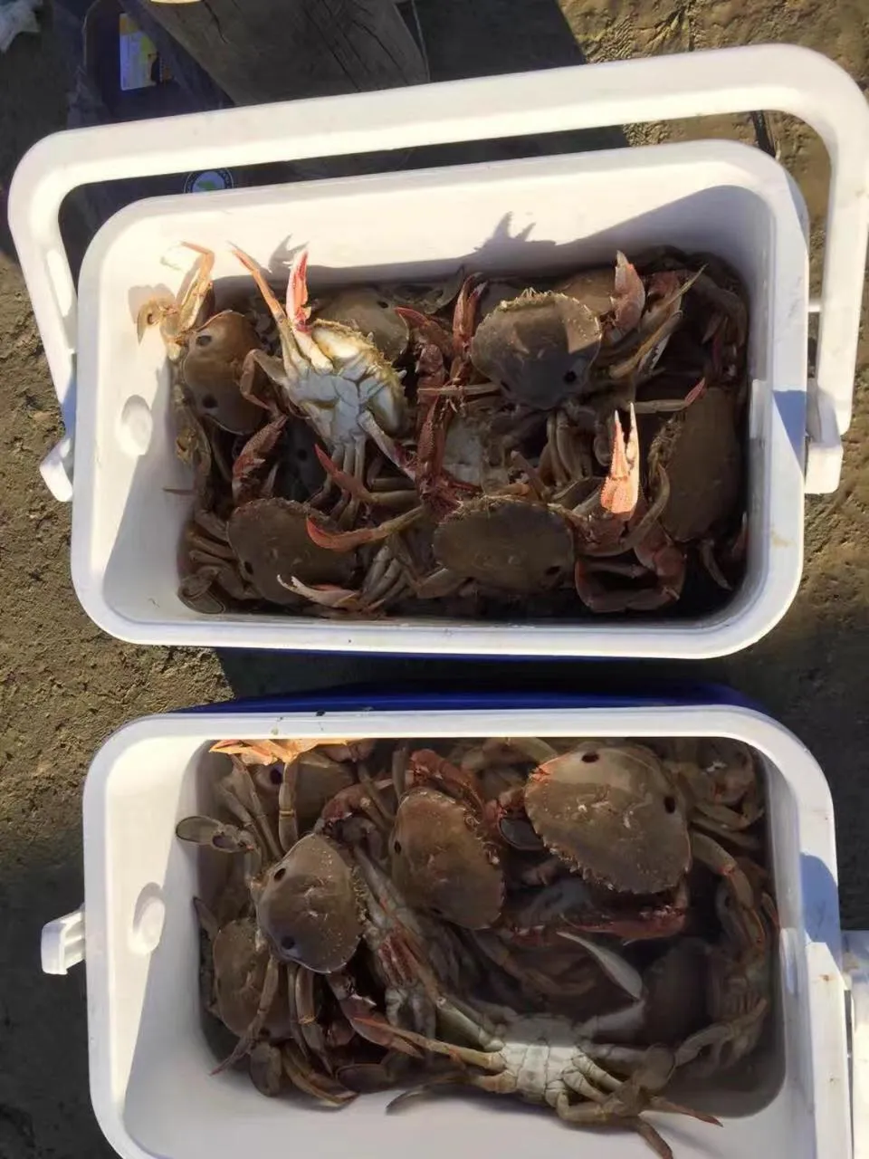 Animals in Kickback Cottages