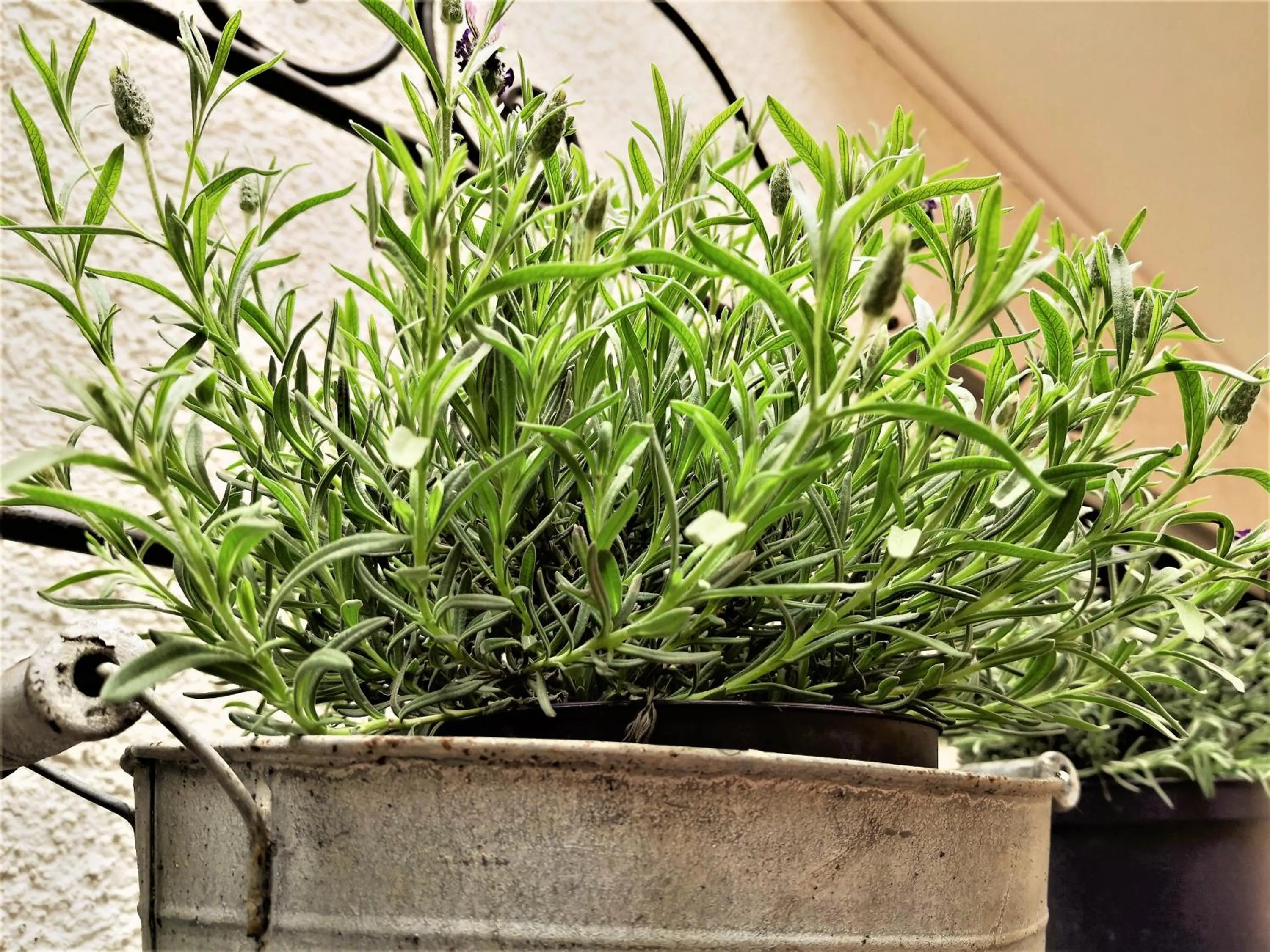 Area and facilities in Haus am Heiner Geißler Platz by Landgasthof Zickler