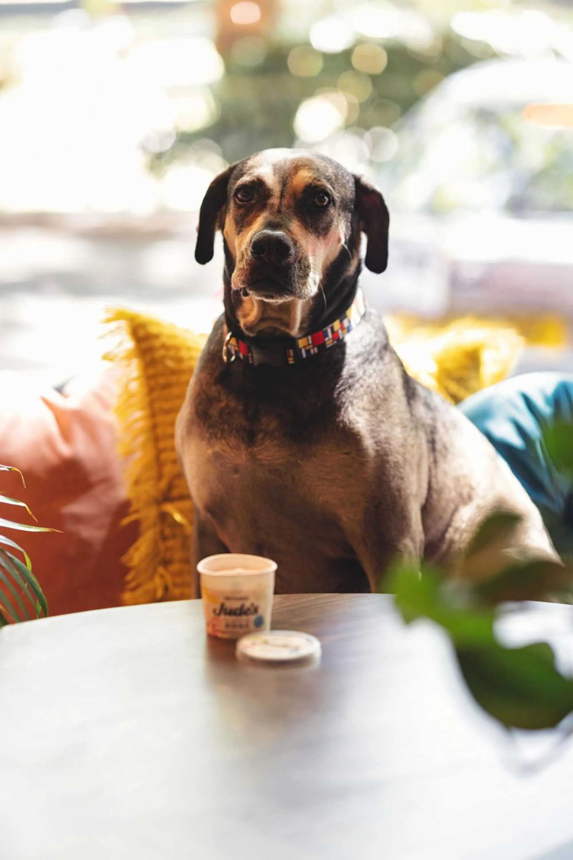 Pets in room2 Southampton Hometel