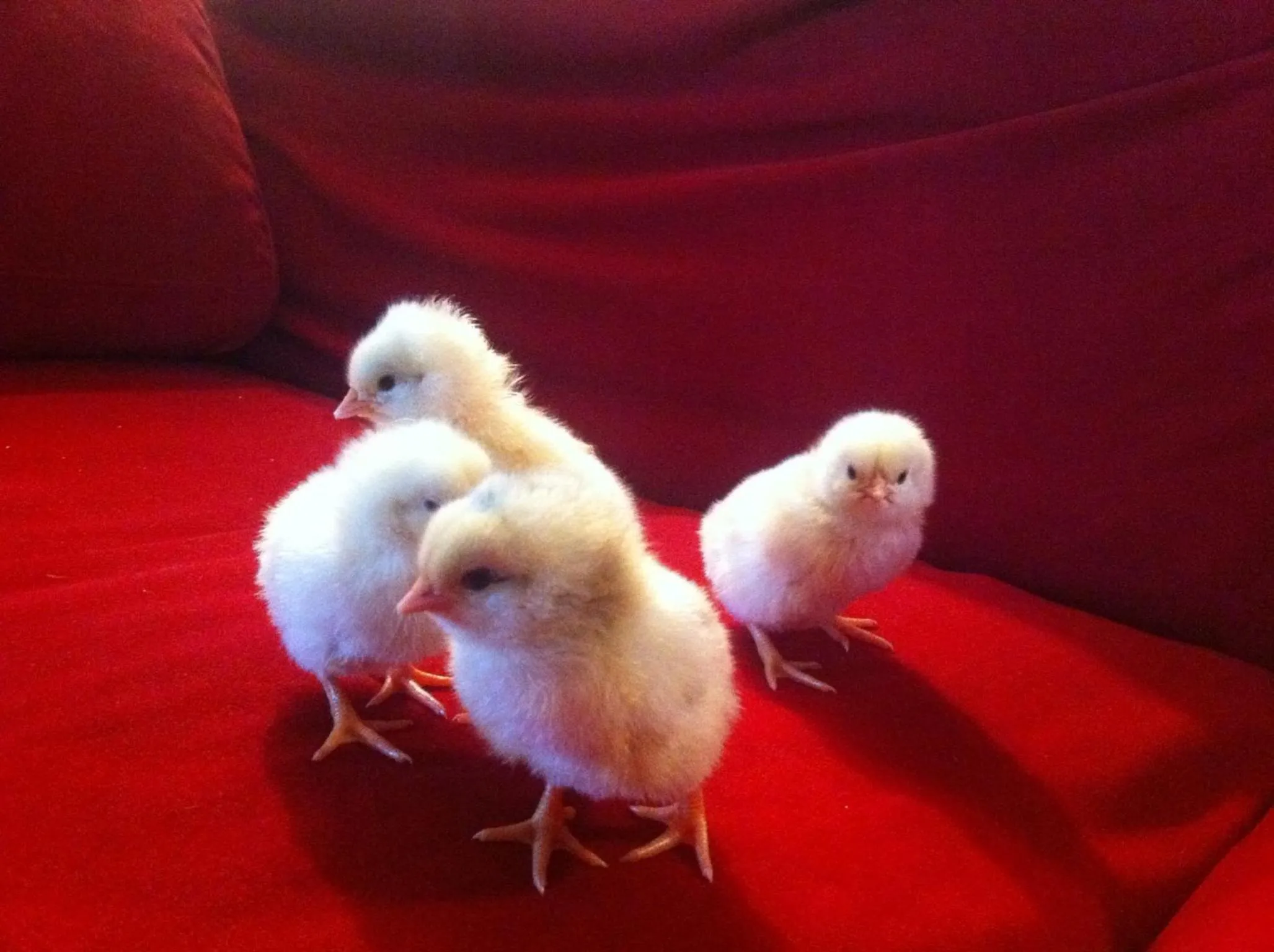 Other in Casa Rural Etxegorri